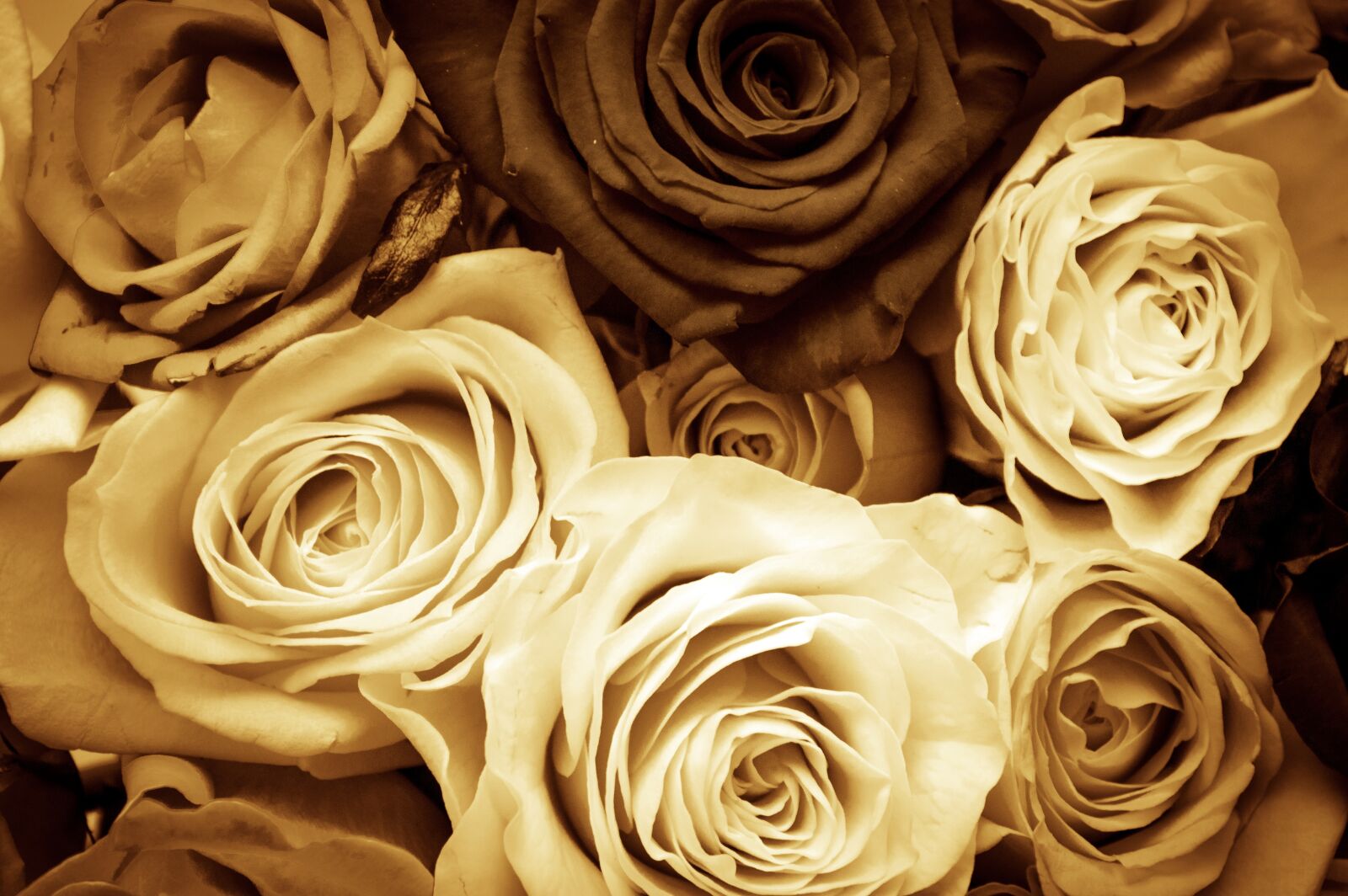 Nikon D3200 sample photo. Roses, flowers, love photography