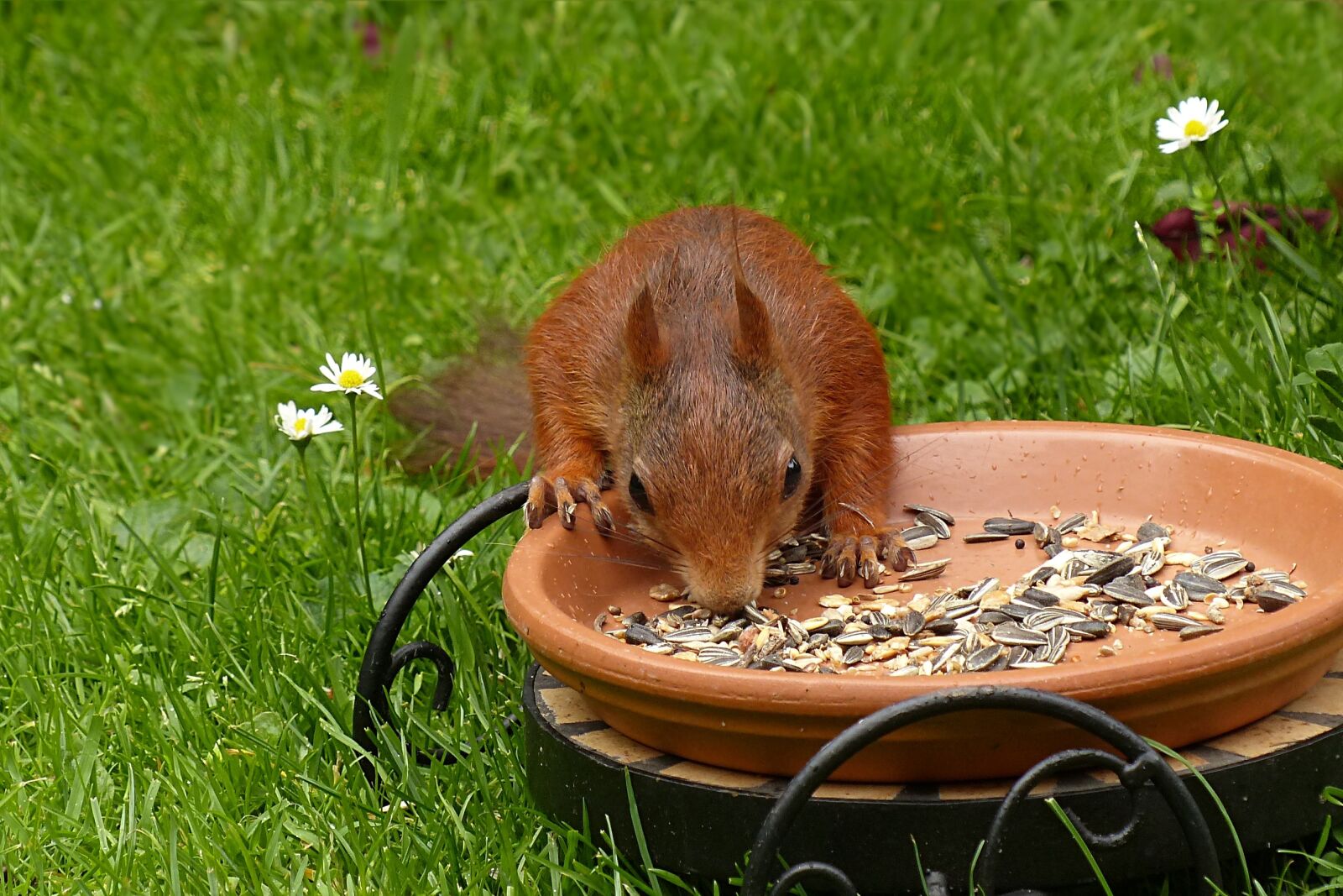 Panasonic Lumix DMC-FZ200 sample photo. Squirrel, sciurus vulgaris major photography