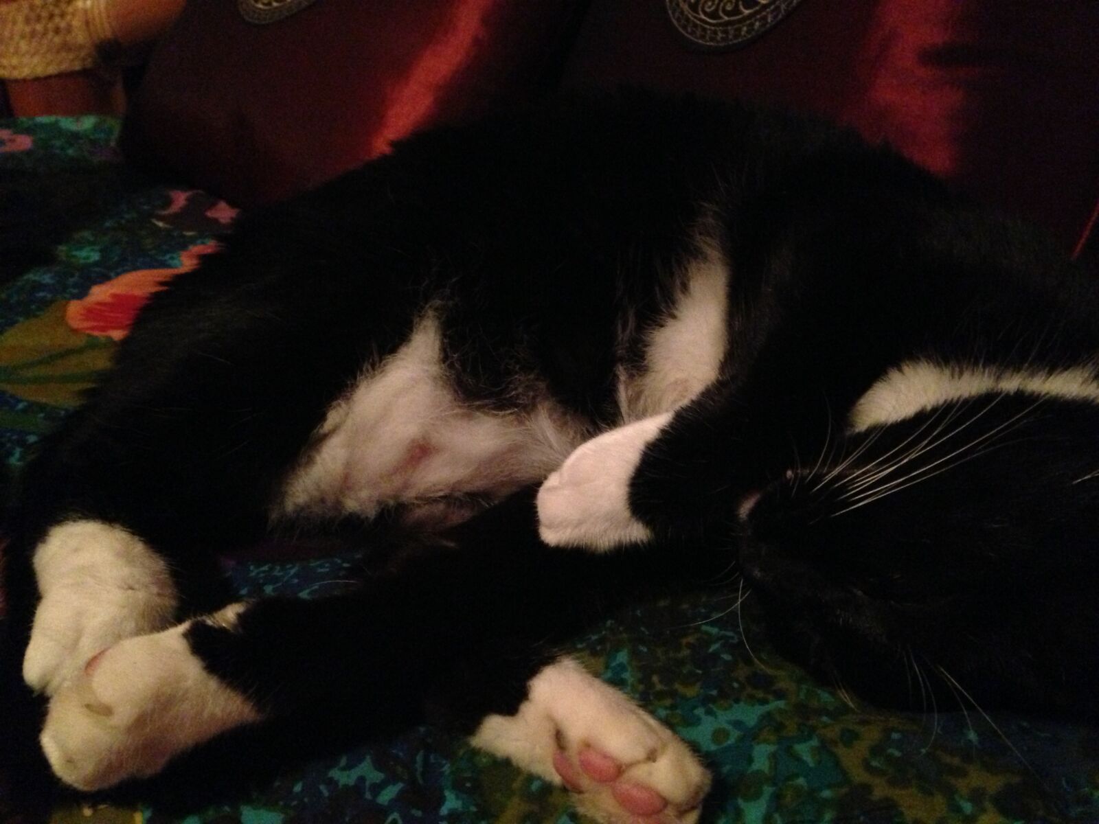 Apple iPhone 5 sample photo. Cute, tuxedo, kitty photography