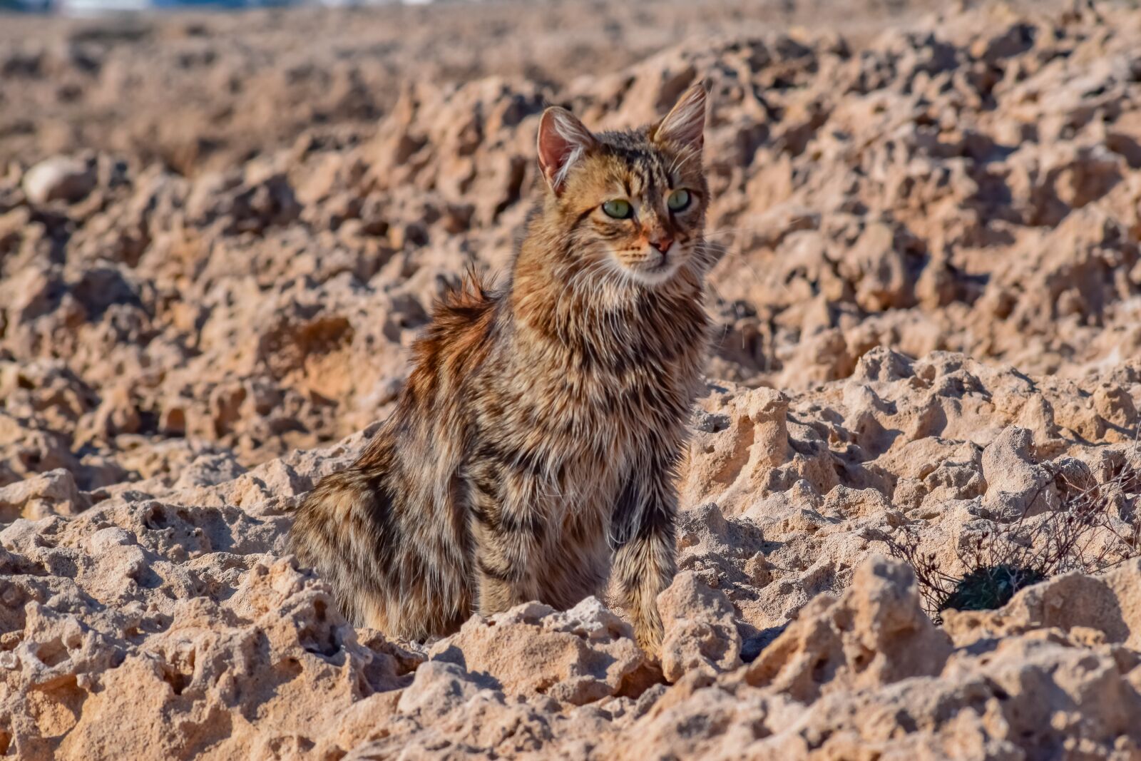 Nikon D3300 sample photo. Cat, stray, animal photography