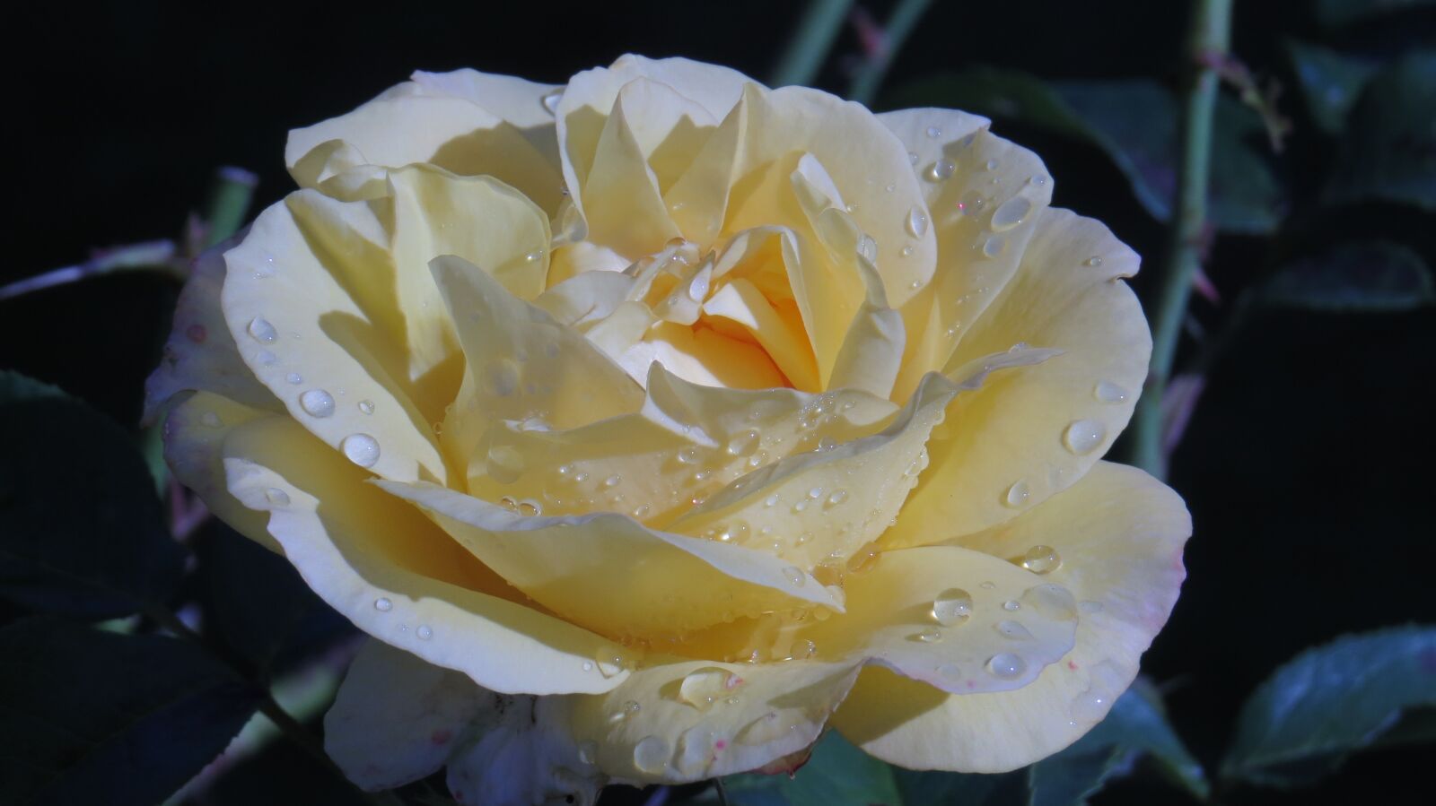 Canon PowerShot SX50 HS sample photo. Rose, rain, drip photography