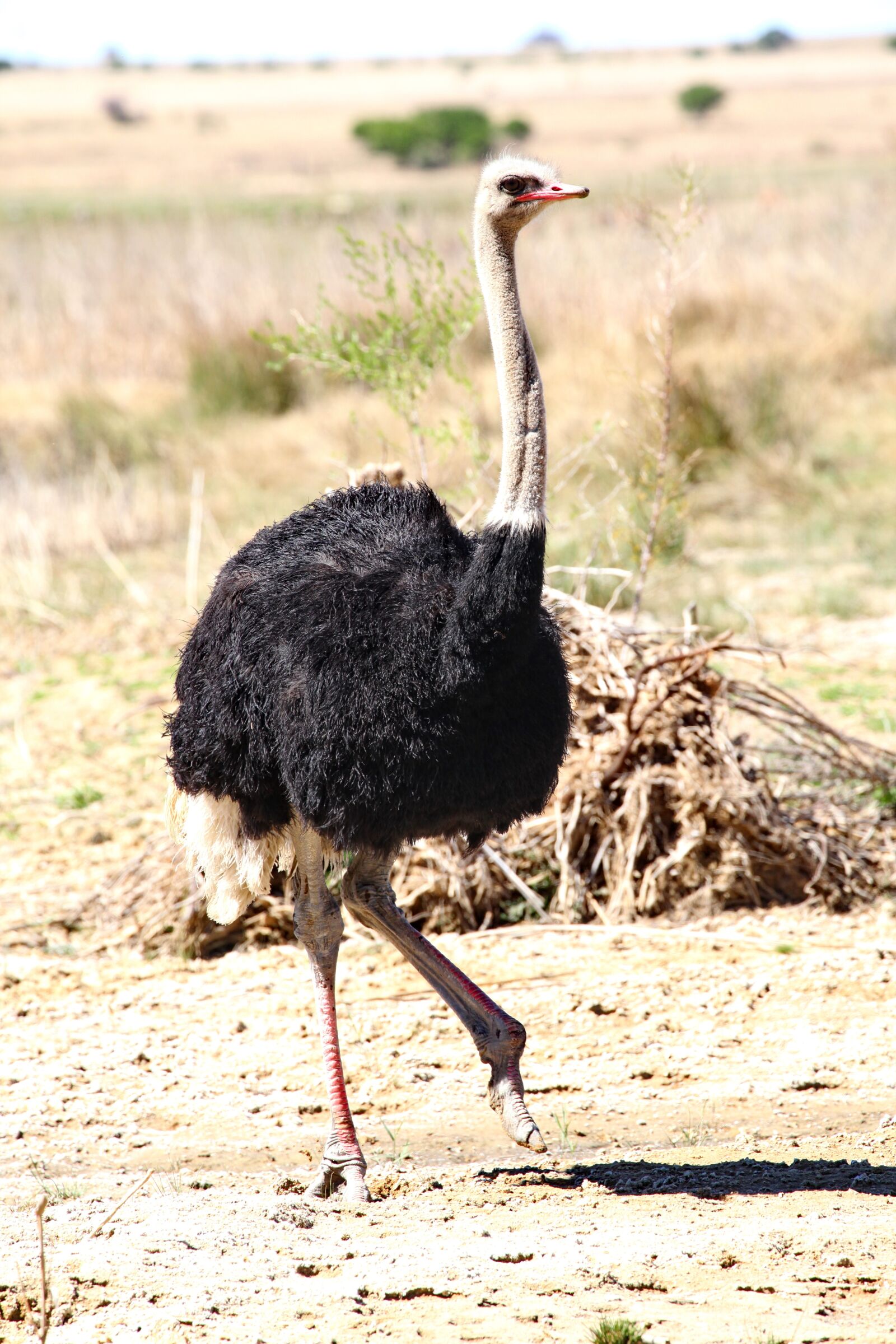 Canon EOS 5D Mark II sample photo. Strauss, bouquet, bird photography