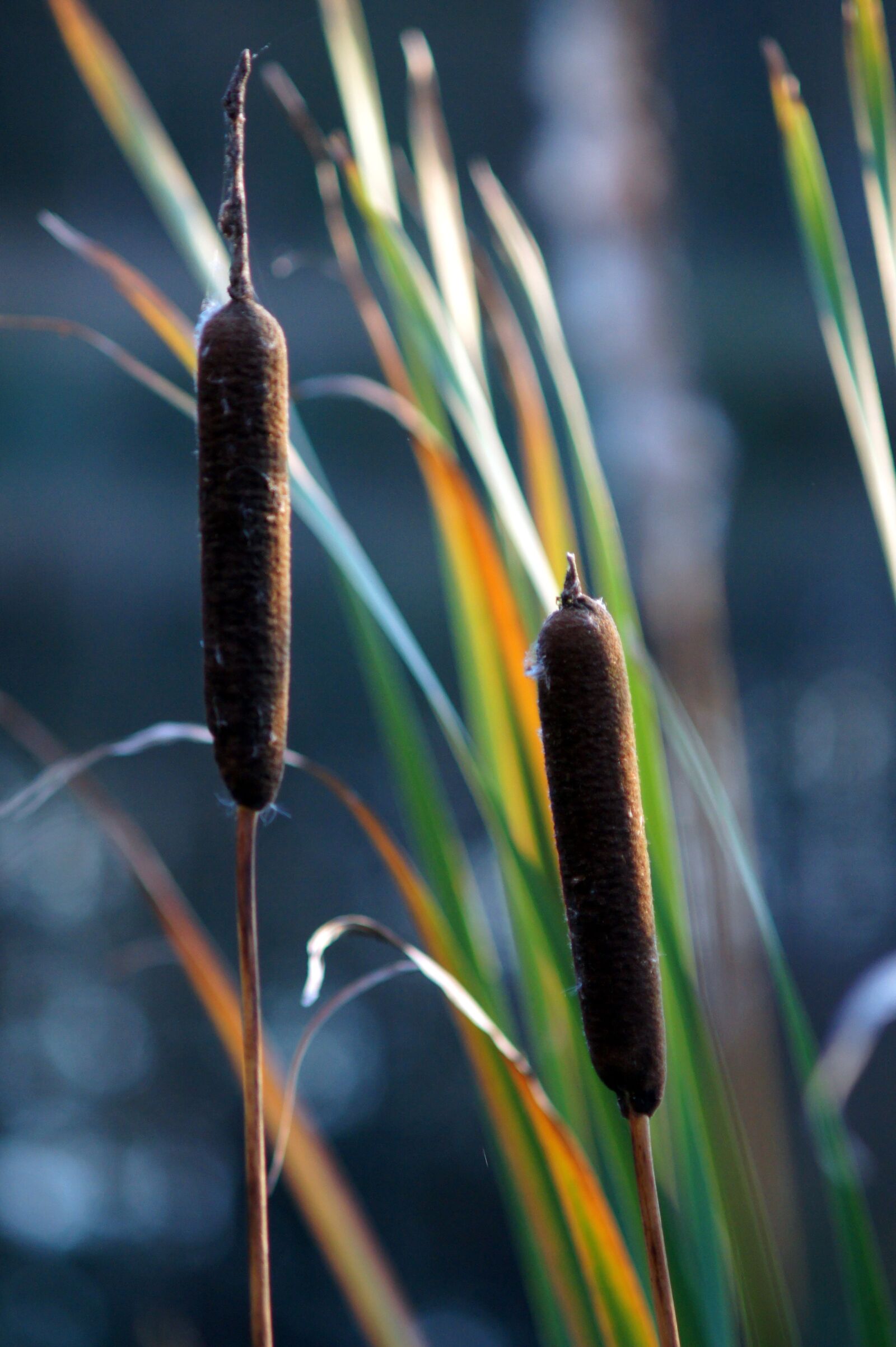 Sony Alpha DSLR-A450 sample photo. Nature, flowers, macro photography