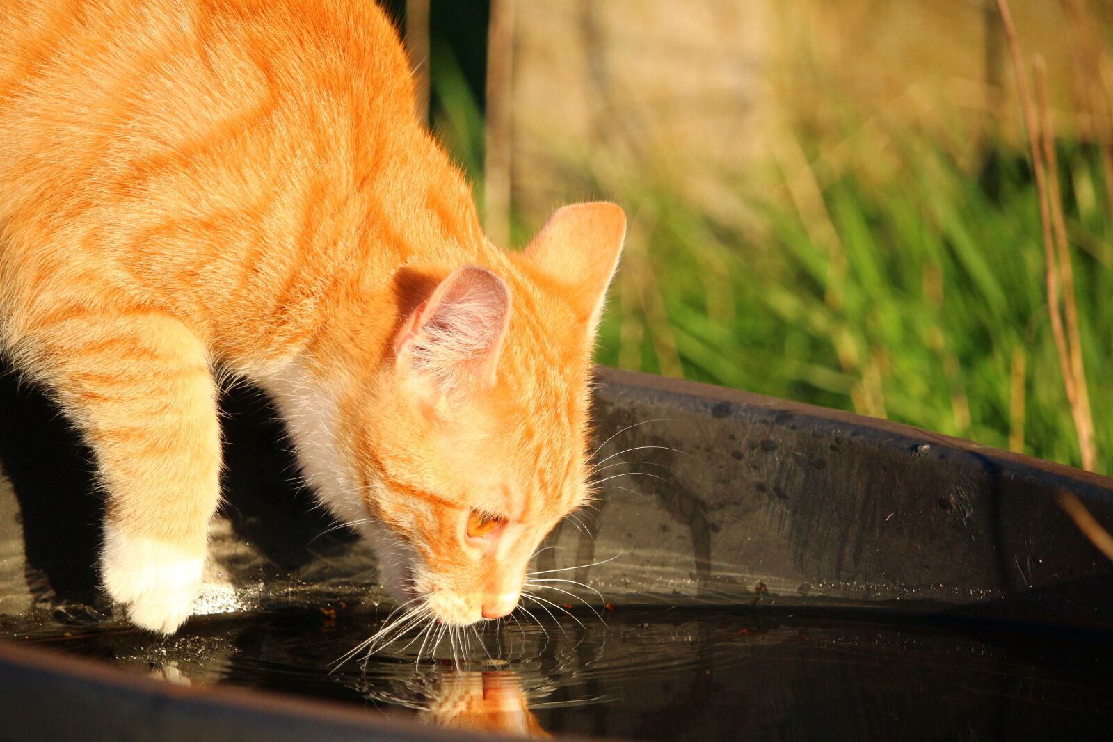 Canon EOS 100D (EOS Rebel SL1 / EOS Kiss X7) sample photo. Cat, kitten, mieze photography