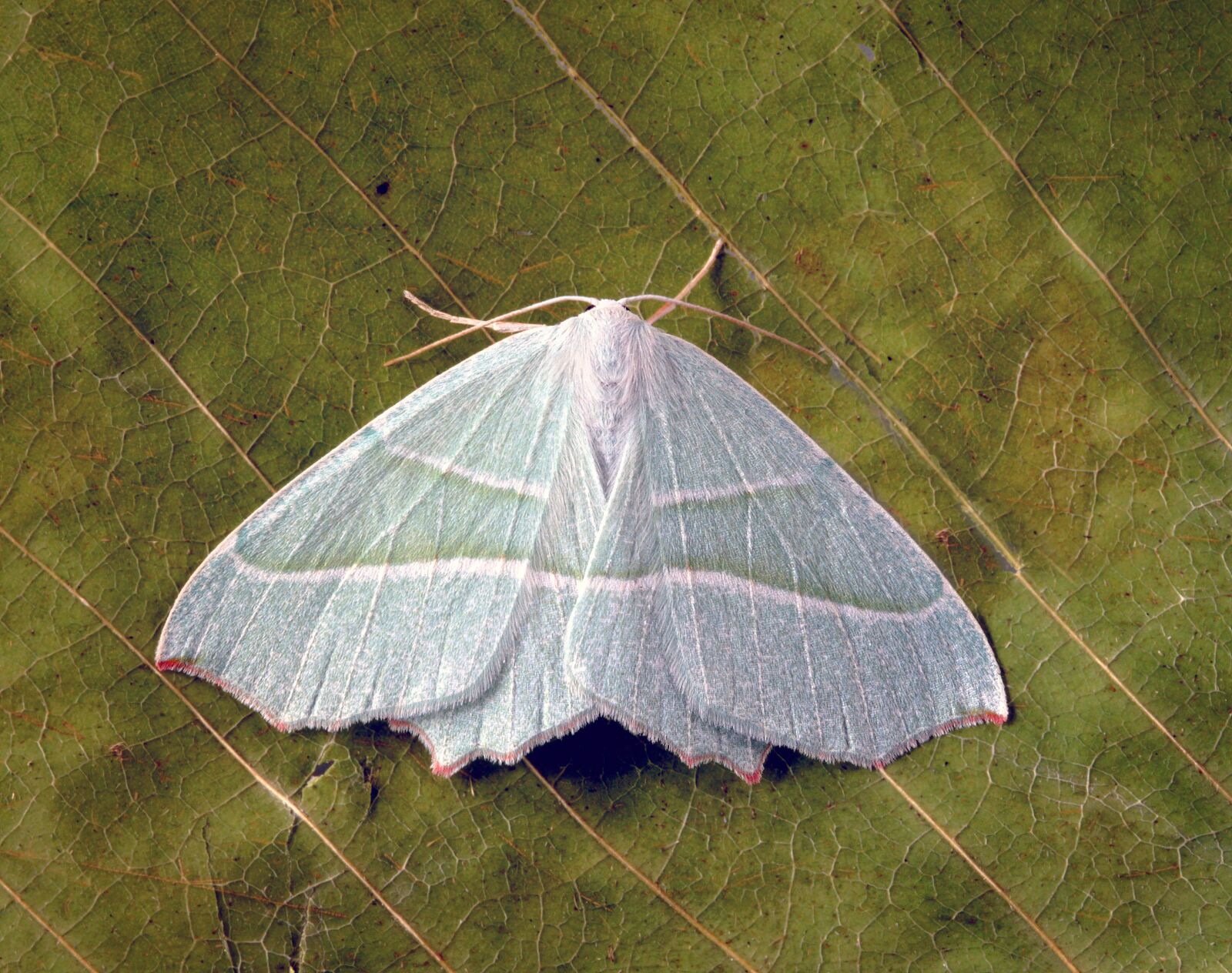Canon EOS 400D (EOS Digital Rebel XTi / EOS Kiss Digital X) sample photo. Light-emerald, moth, wings photography