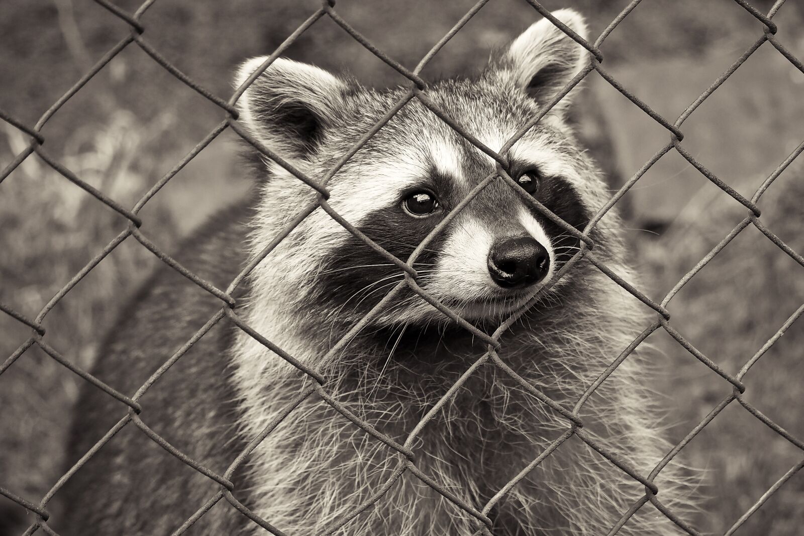 Olympus OM-D E-M10 sample photo. Raccoon, animal, nature photography