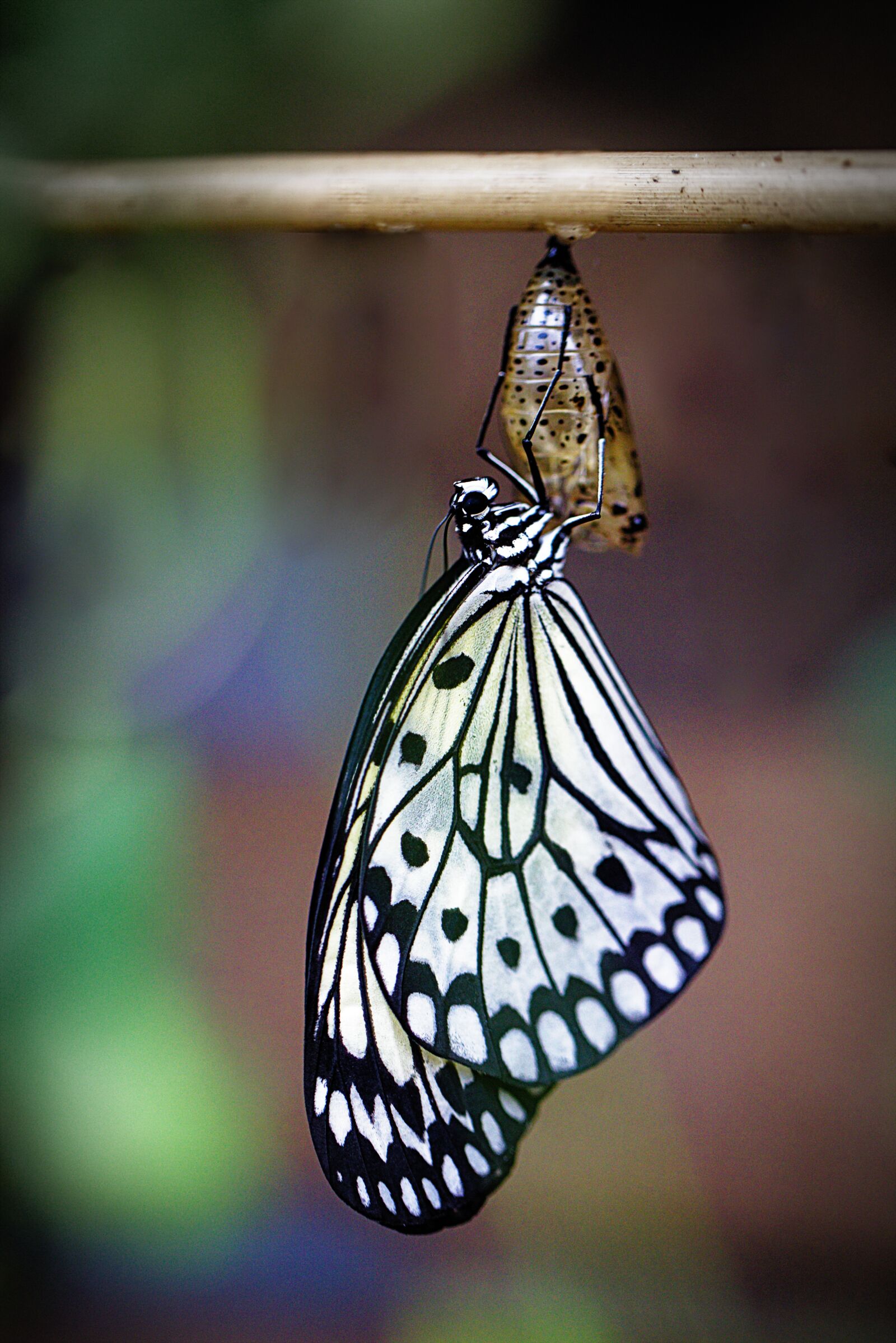 Canon EOS 6D sample photo. Butterfly, hatch, coccoon photography