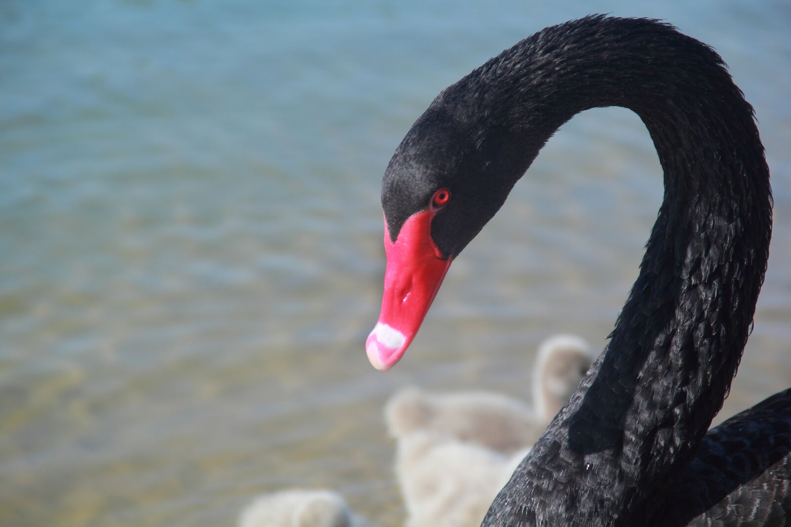 Canon EOS 60D sample photo. Water, bird, nature photography