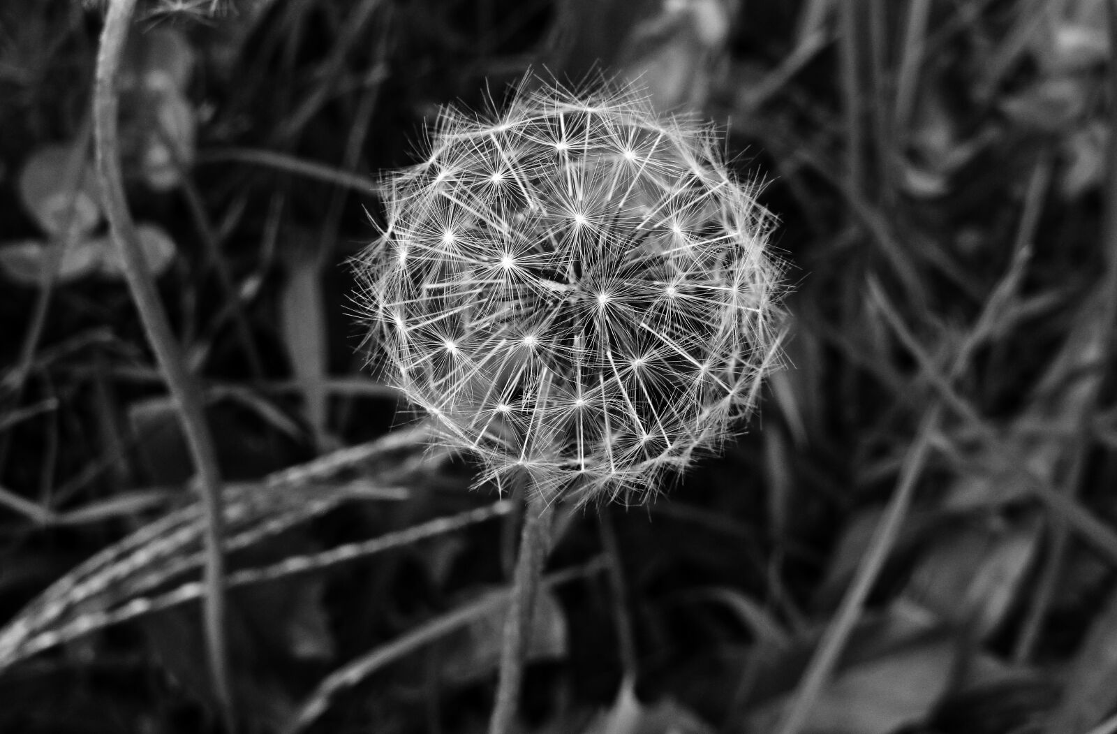 Canon PowerShot SX410 IS sample photo. Dandelion, plant, seeds photography