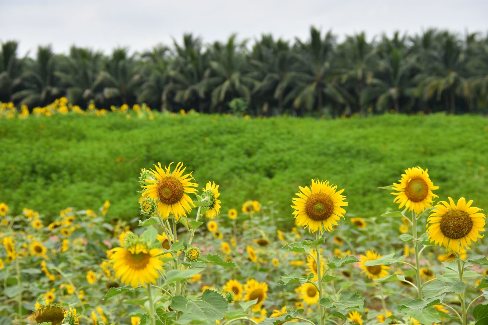 Nikon D7200 sample photo. Sunflower, beautiful landscape, nature photography