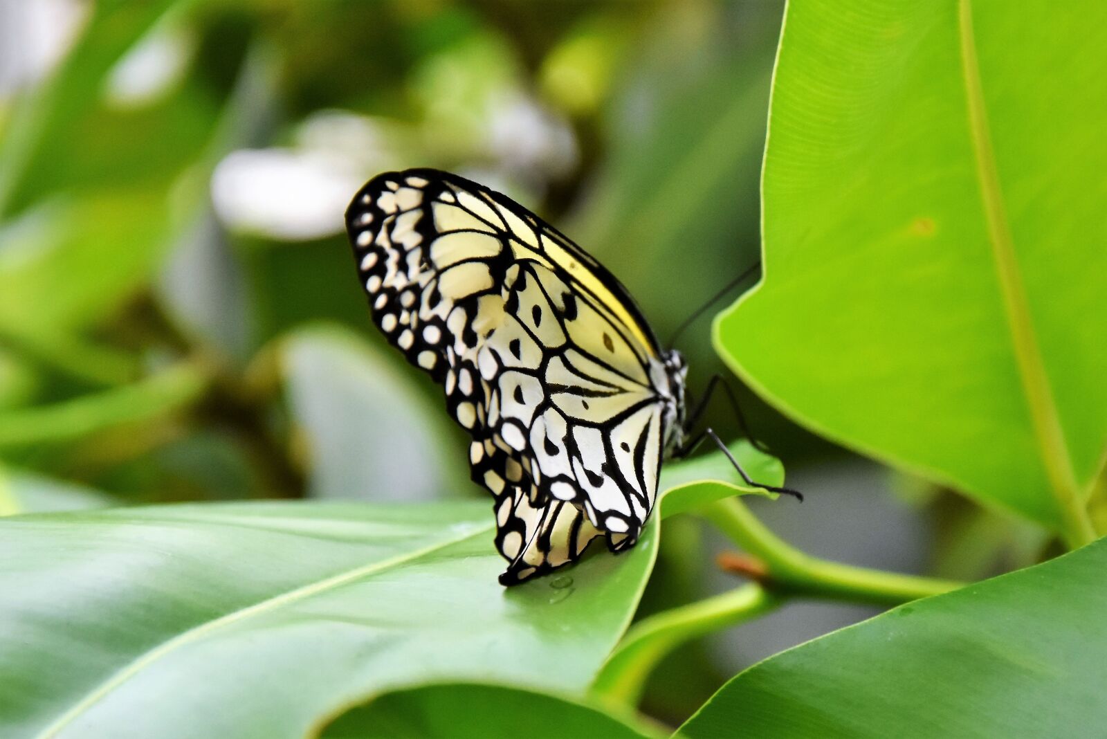 Nikon D7200 sample photo. Butterfly, insect, wing photography