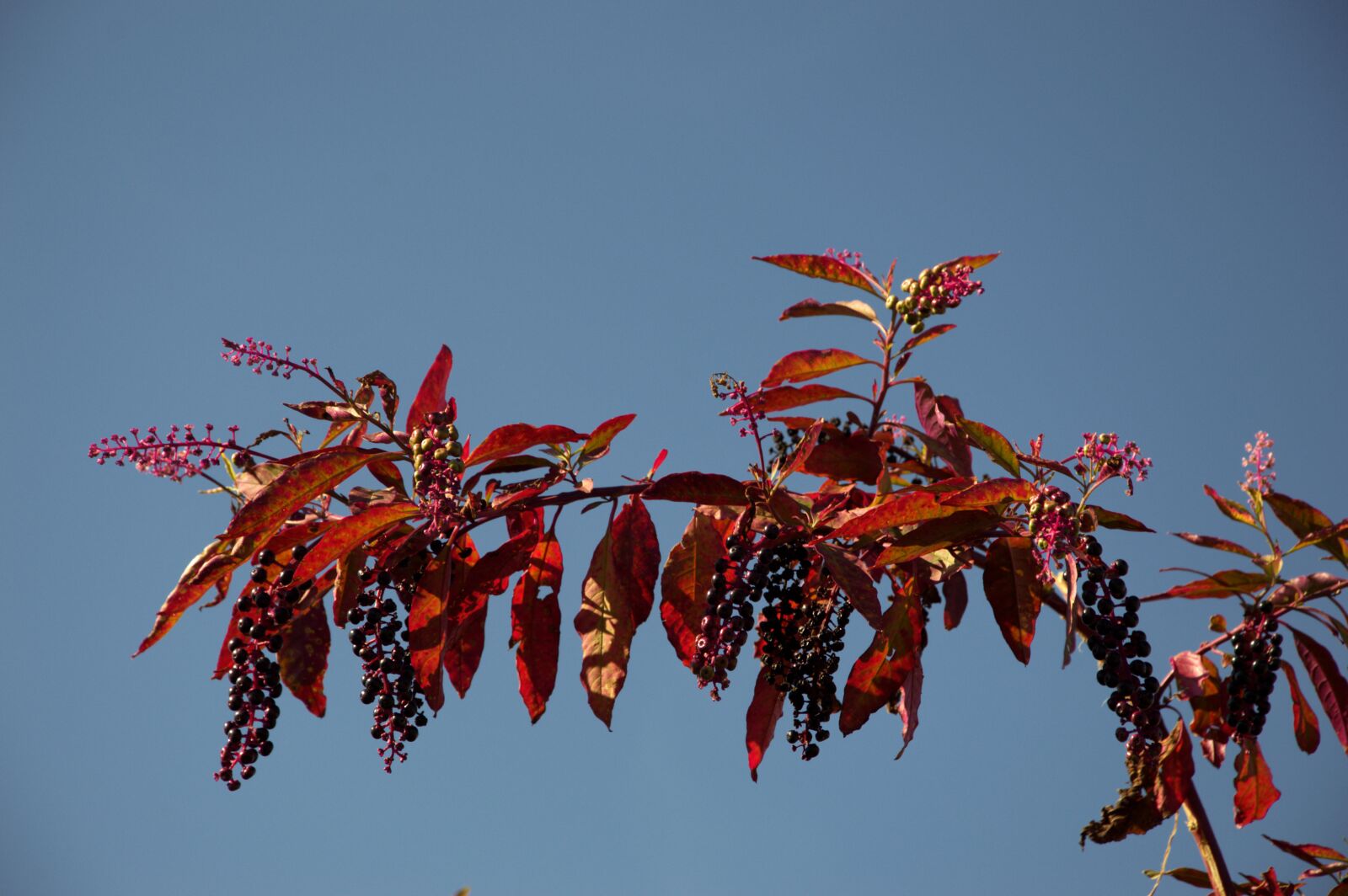 Nikon D3200 sample photo. Berry, bunch, nature photography