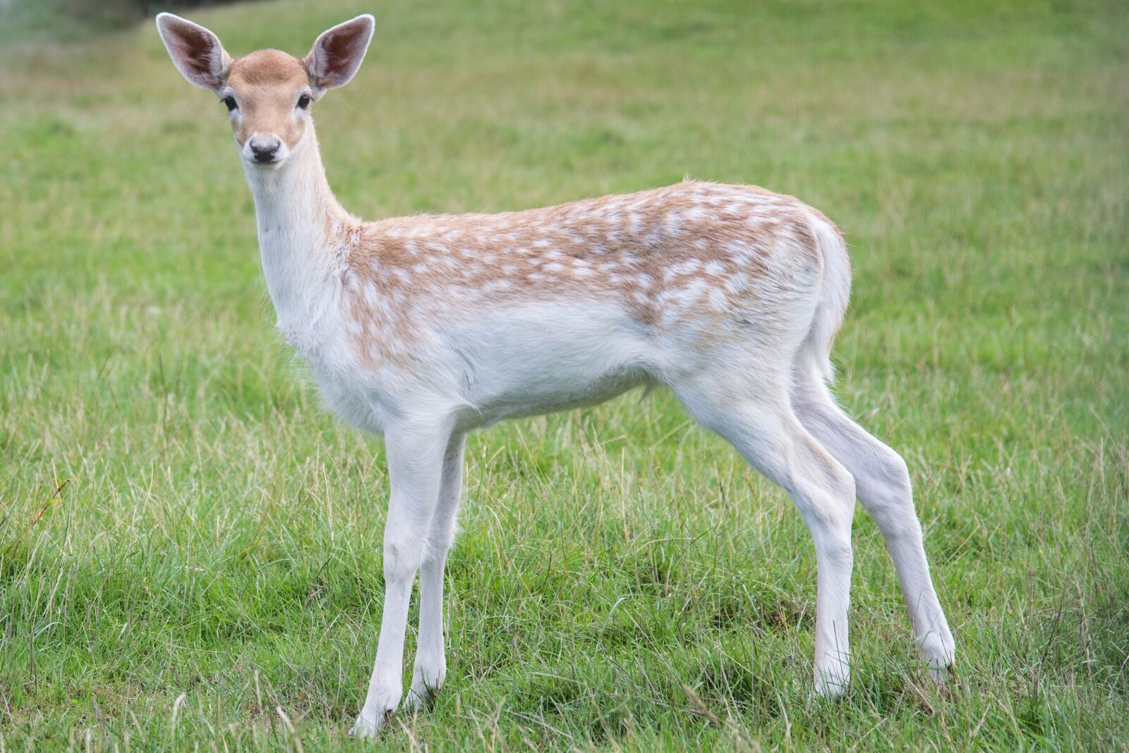 Nikon D600 sample photo. Young, deer, bambi photography
