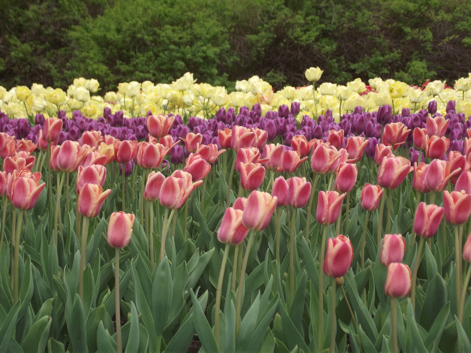 FujiFilm FinePix S2950 (FinePix S2990) sample photo. Flower, flowers, garden, tulip photography
