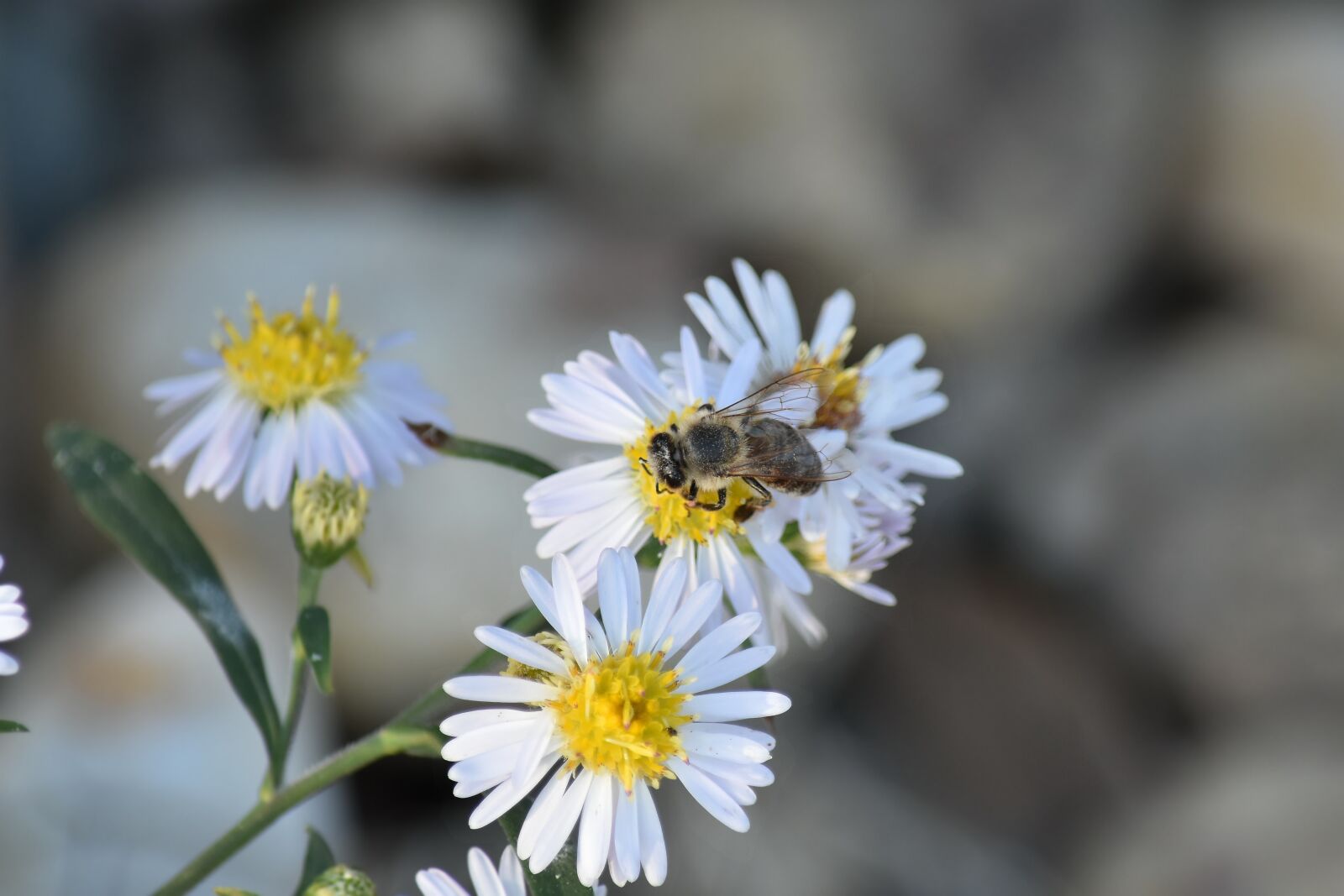 Nikon D5500 sample photo. Blurry, chamomile, honeybee, pollen photography