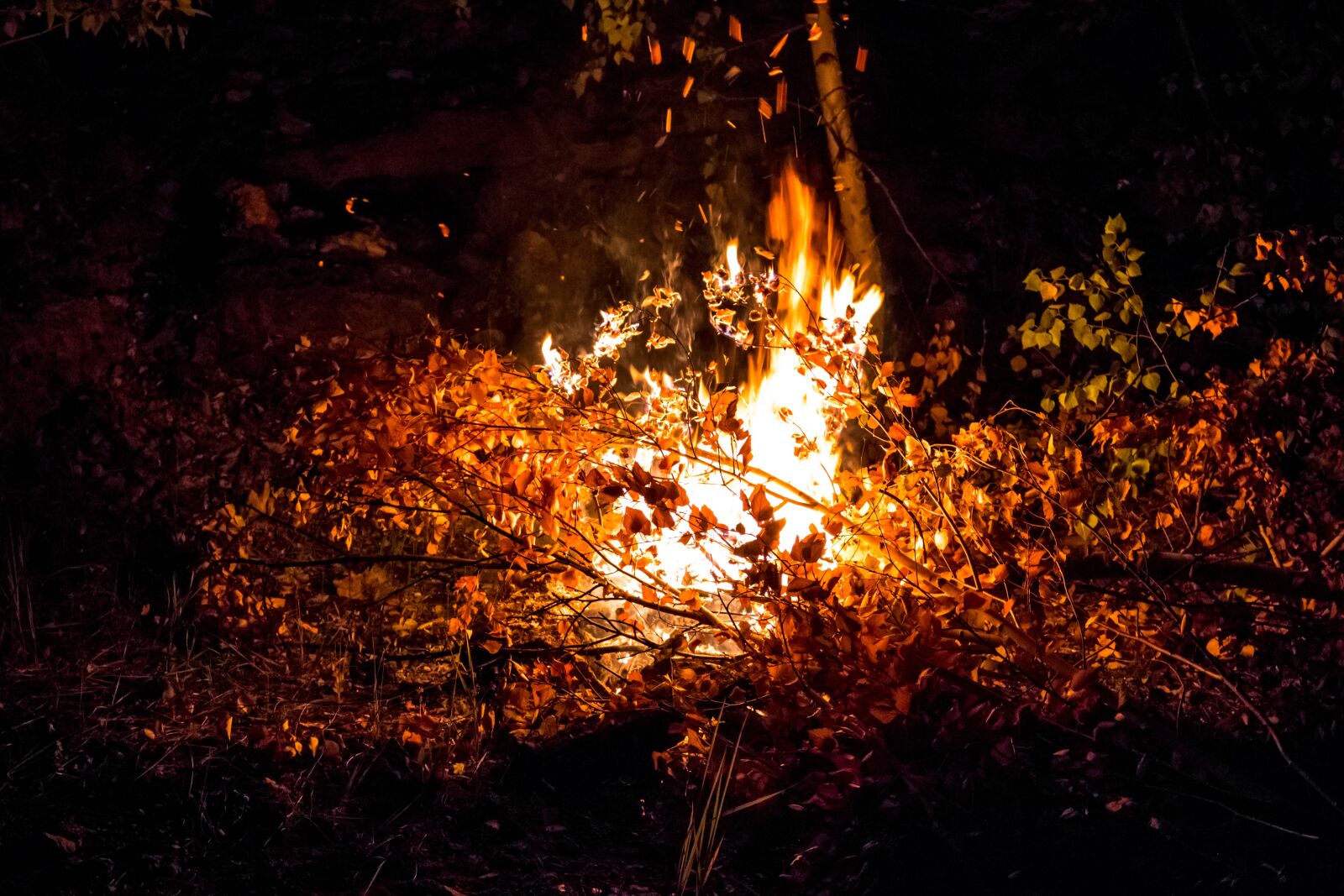Canon EOS 100D (EOS Rebel SL1 / EOS Kiss X7) sample photo. Koster, night, camping photography