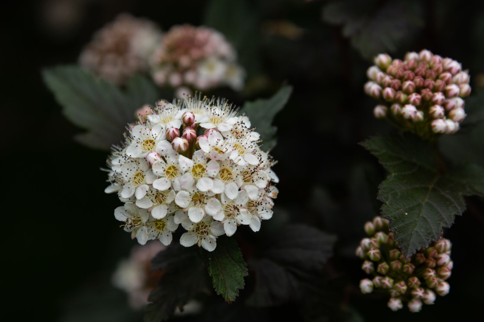 Nikon D750 sample photo. Flower, white, spring photography