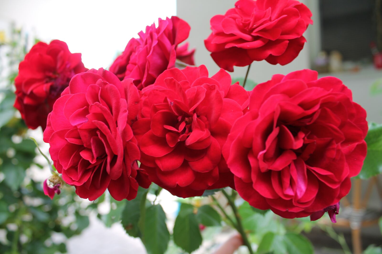Canon EOS 1100D (EOS Rebel T3 / EOS Kiss X50) sample photo. Red roses, roses, flower photography