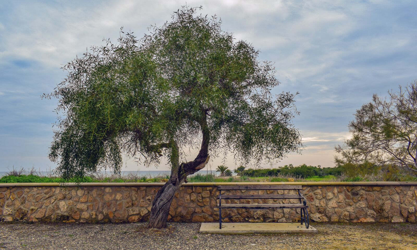 Nikon D3300 sample photo. Tree, bench, scenery photography