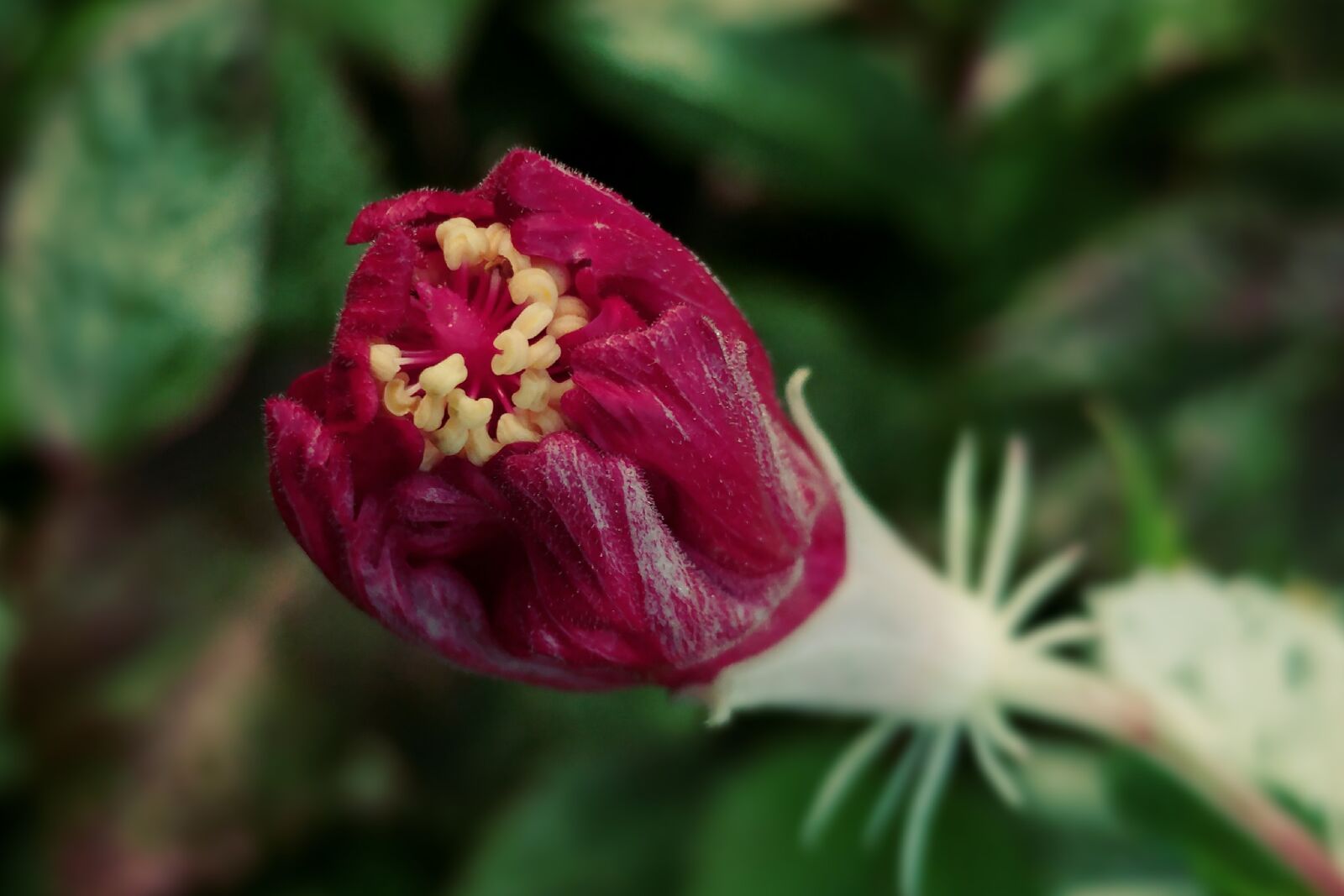 LG G5 sample photo. Hybiscus bud, burgeon, red photography