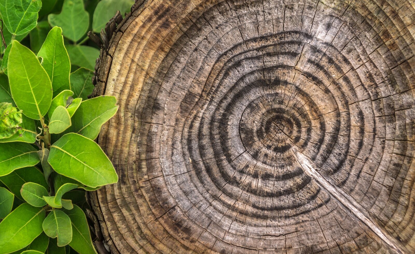 Sony Alpha NEX-5N sample photo. Wood, annual zone, pattern photography
