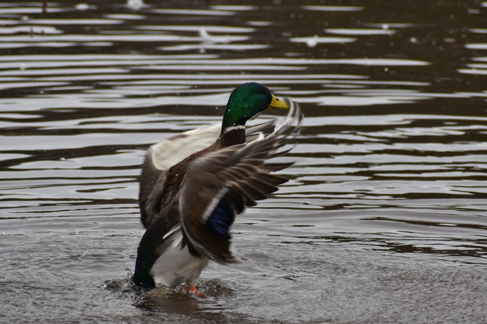 Nikon D7200 sample photo. Animal, lake, waterside photography