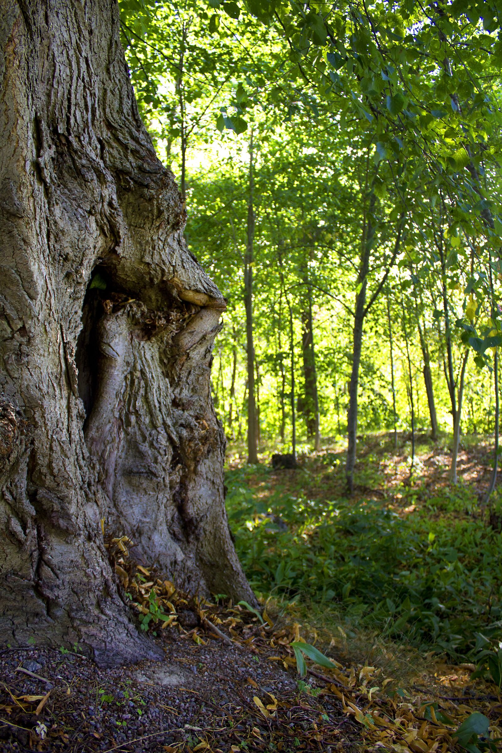 Canon EF-S 18-55mm F3.5-5.6 IS sample photo. Tree, deciduous forest, greenery photography