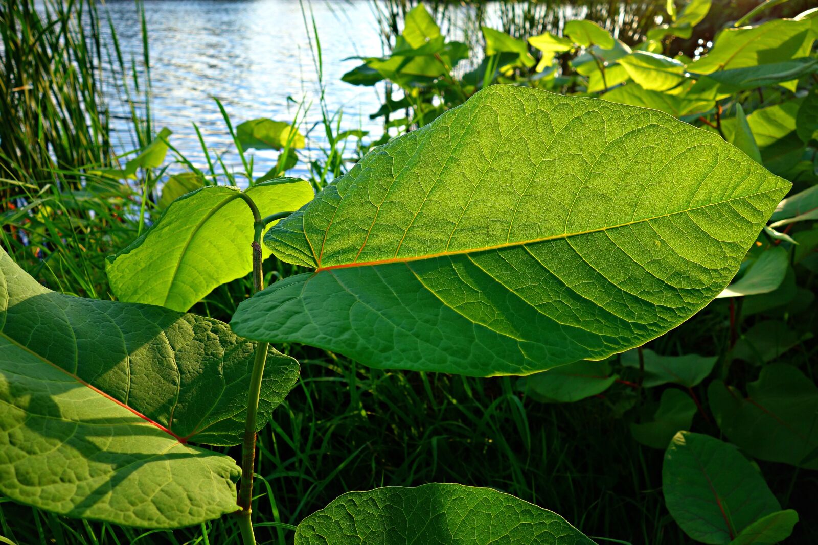 Sony Cyber-shot DSC-RX100 sample photo. Leaf, foliage, vein photography