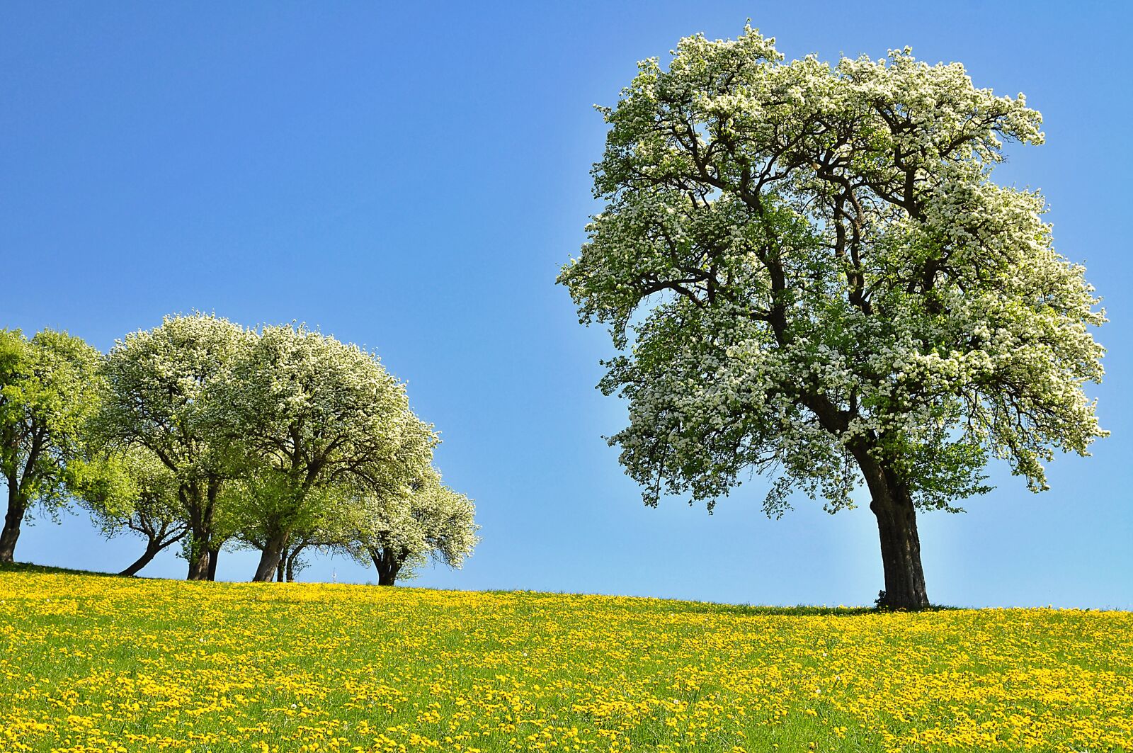 Nikon D90 sample photo. Nature, landscape, spring photography