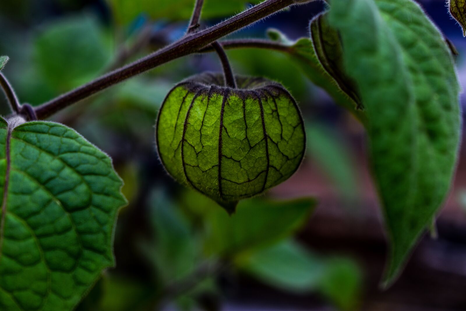 Nikon D3400 sample photo. Leaf, nature, food photography