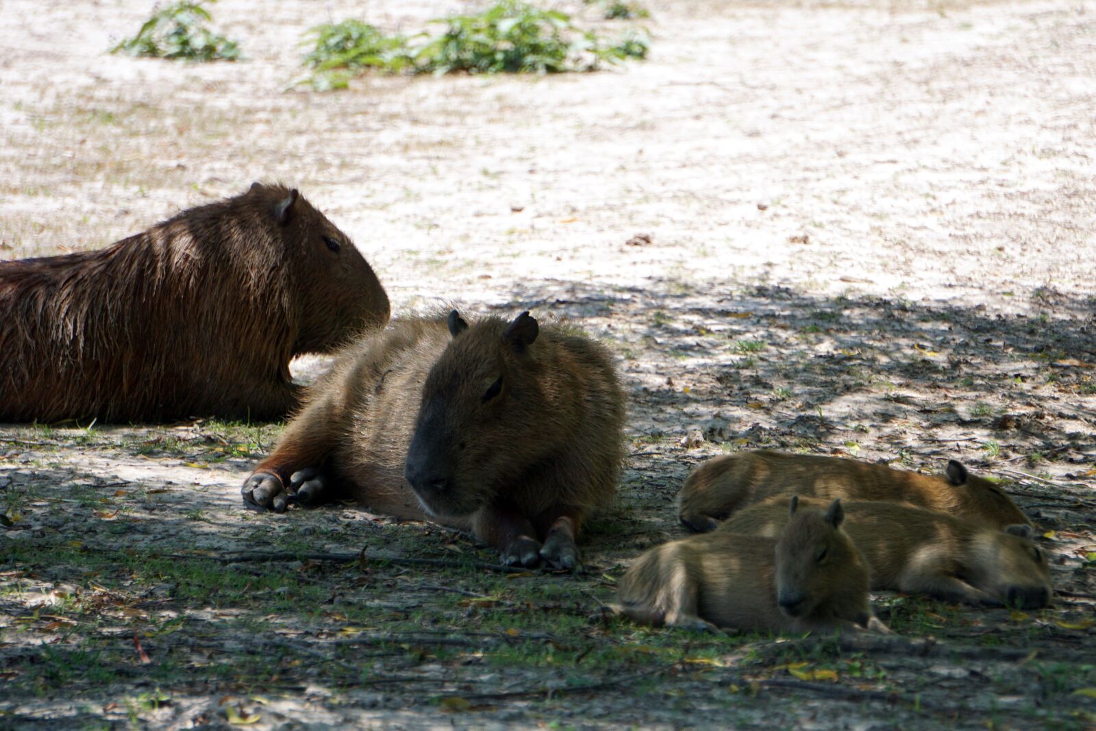 Sony E 55-210mm F4.5-6.3 OSS sample photo. Capybara, rodent, mammal photography