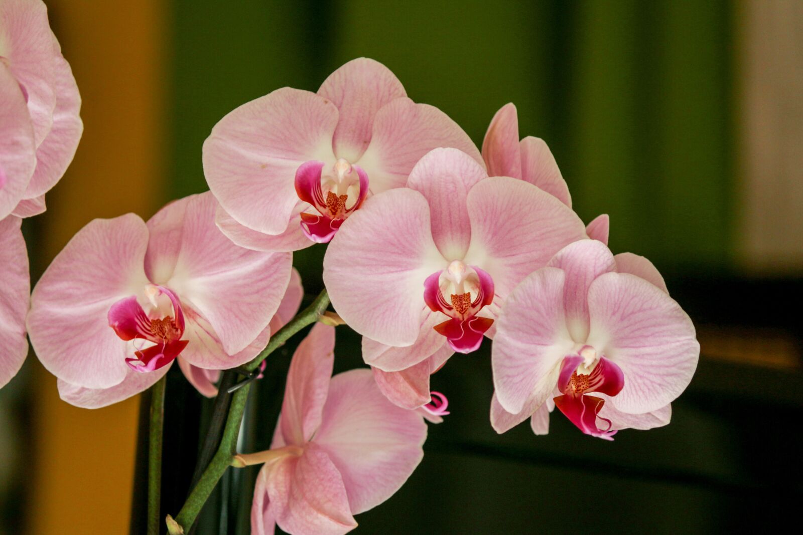 Canon EOS 70D sample photo. Orchid, flower, pink photography
