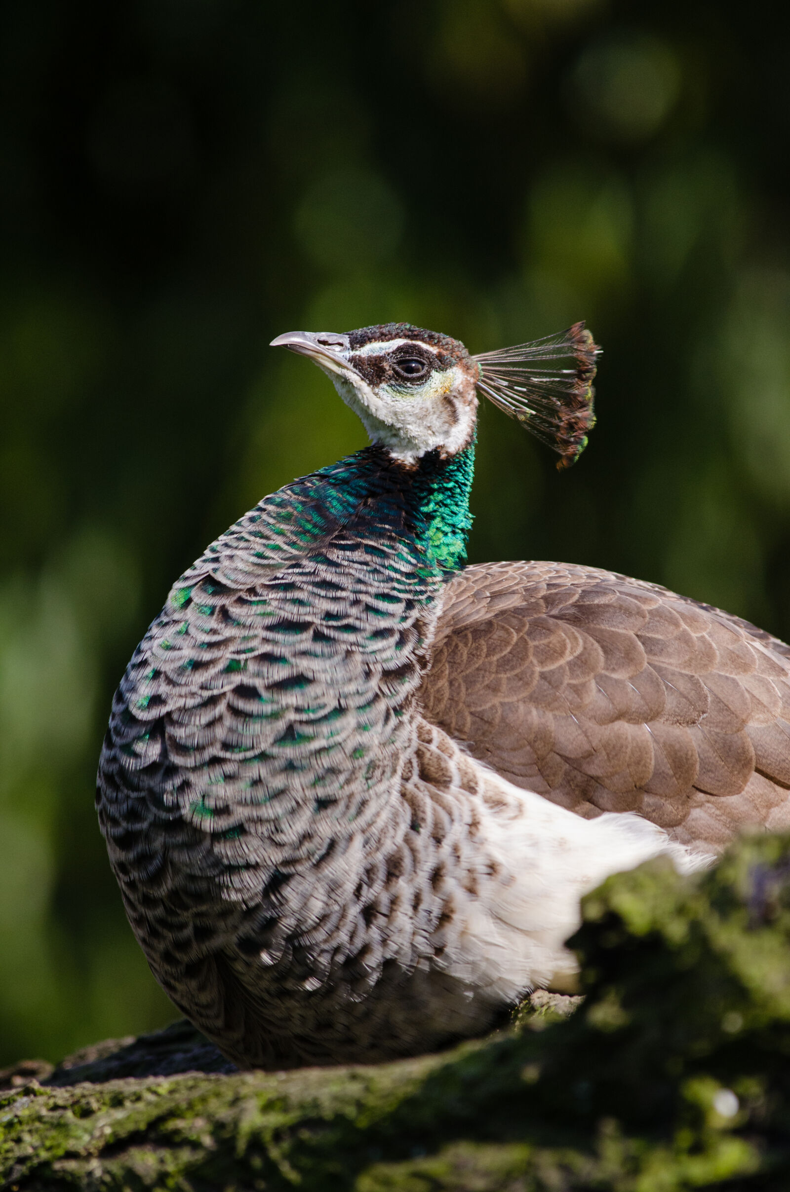 Nikon D7000 + Sigma APO Tele Macro 300mm F4 sample photo