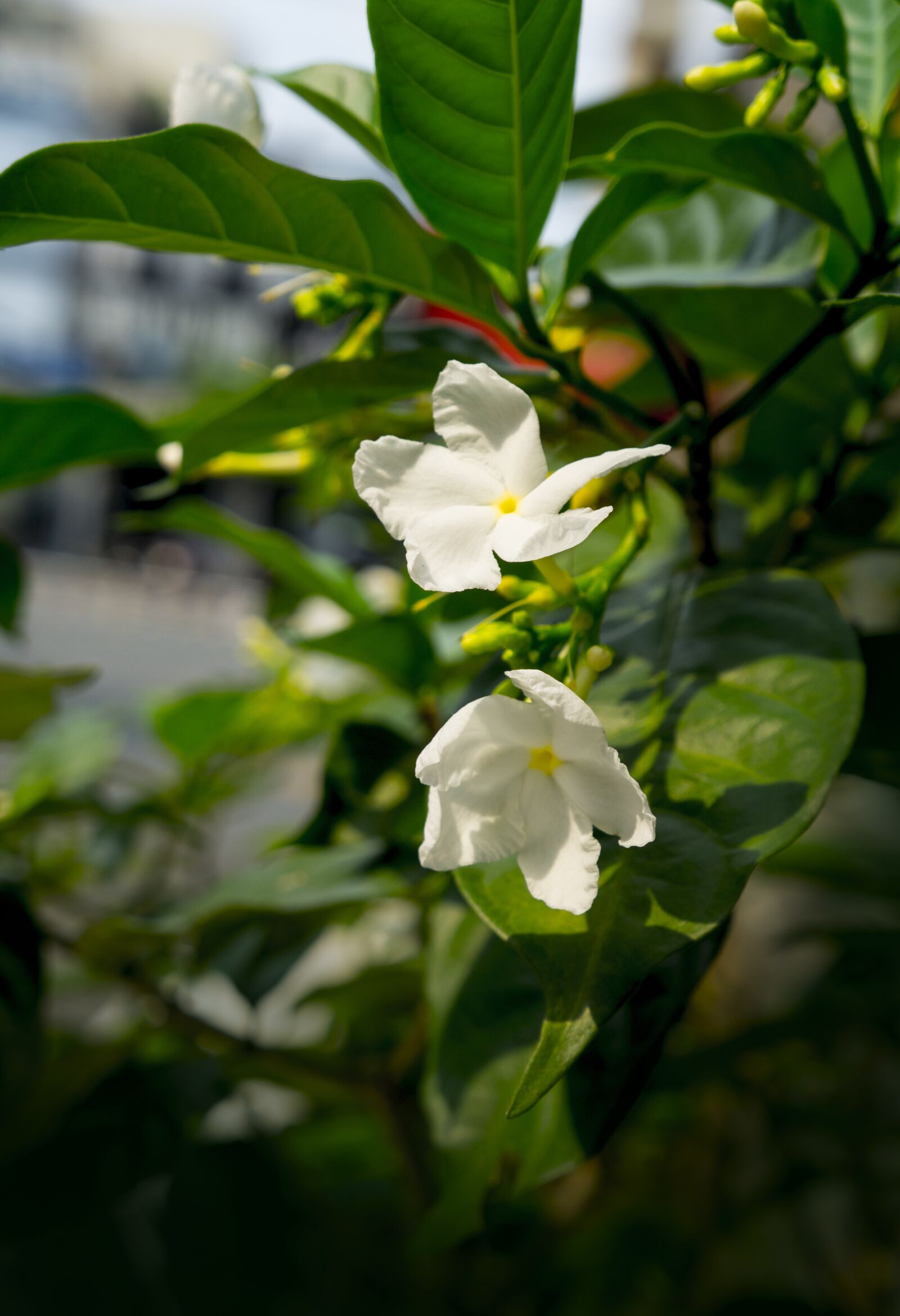 Sony Alpha NEX-F3 + Sony E 18-55mm F3.5-5.6 OSS sample photo. Jasmine, morning sun, white photography