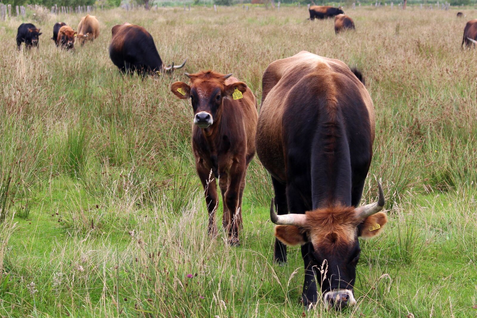 Canon EOS 700D (EOS Rebel T5i / EOS Kiss X7i) sample photo. Cattle, cows, pasture photography