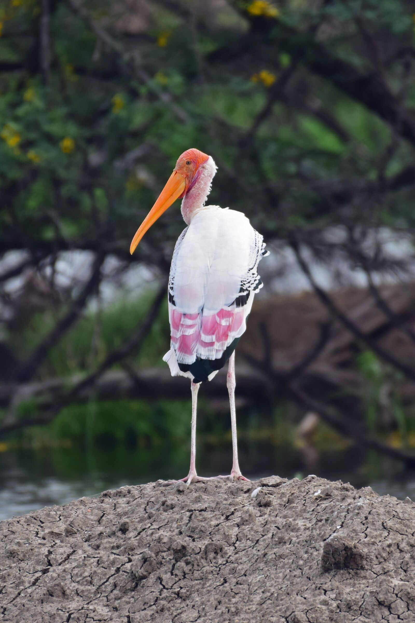 Nikon D3300 sample photo. Painted stork, bird, wildlife photography