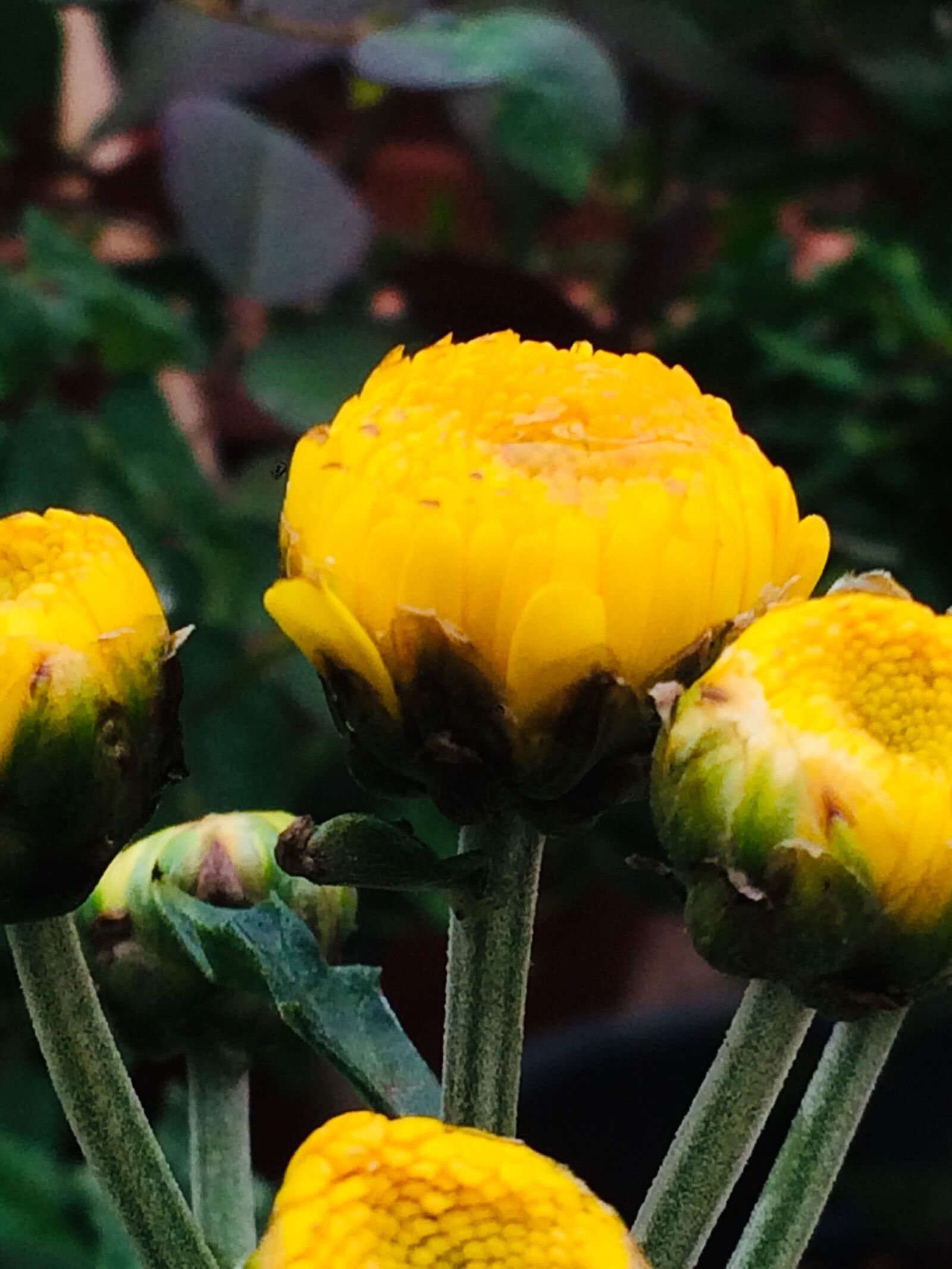 iPhone 5s back camera 4.15mm f/2.2 sample photo. Plants, flower, nature photography