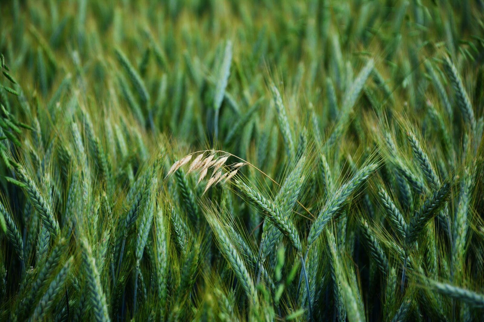 Nikon D5200 sample photo. Barley, cereals, oats photography