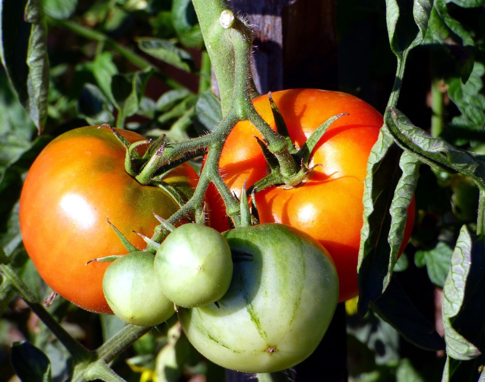 Panasonic DMC-FZ72 sample photo. Tomato, garden, power photography