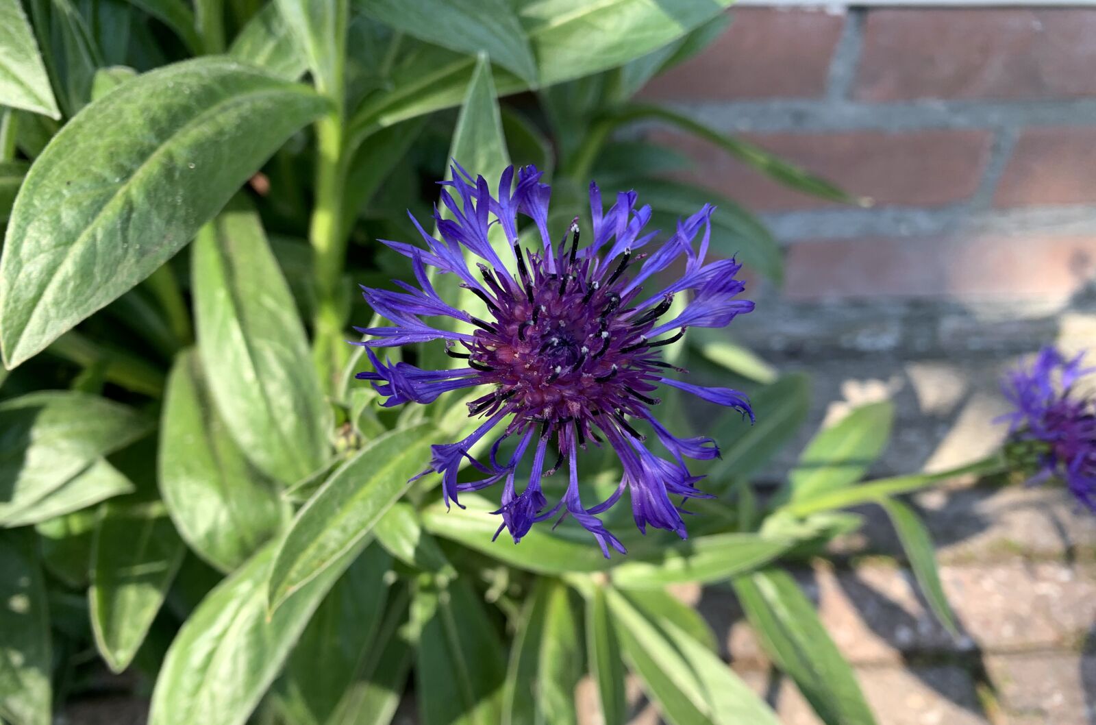 Apple iPhone XR sample photo. Flower, nature, spring photography