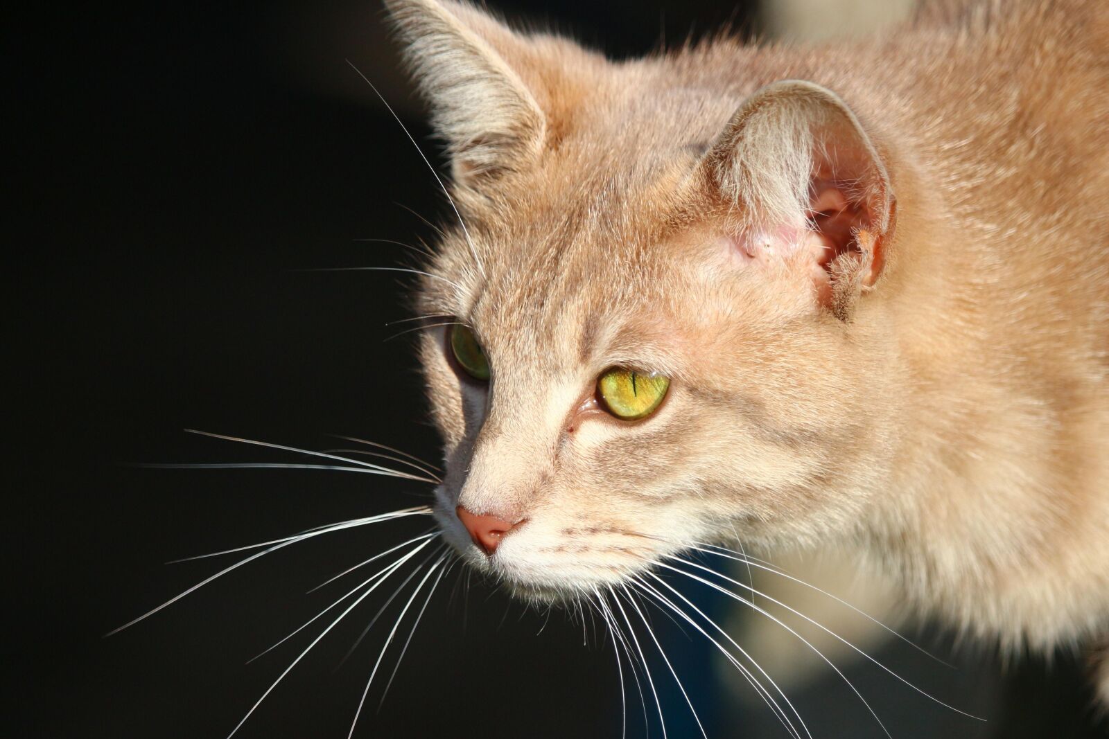 Canon EOS 100D (EOS Rebel SL1 / EOS Kiss X7) sample photo. Cat, portrait, animal, cute photography