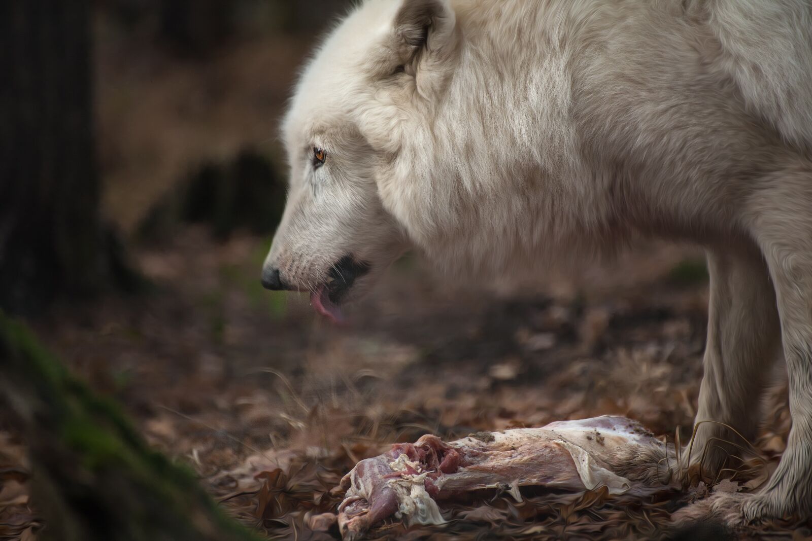 Canon EOS 5D sample photo. Wolf, animal, nature photography