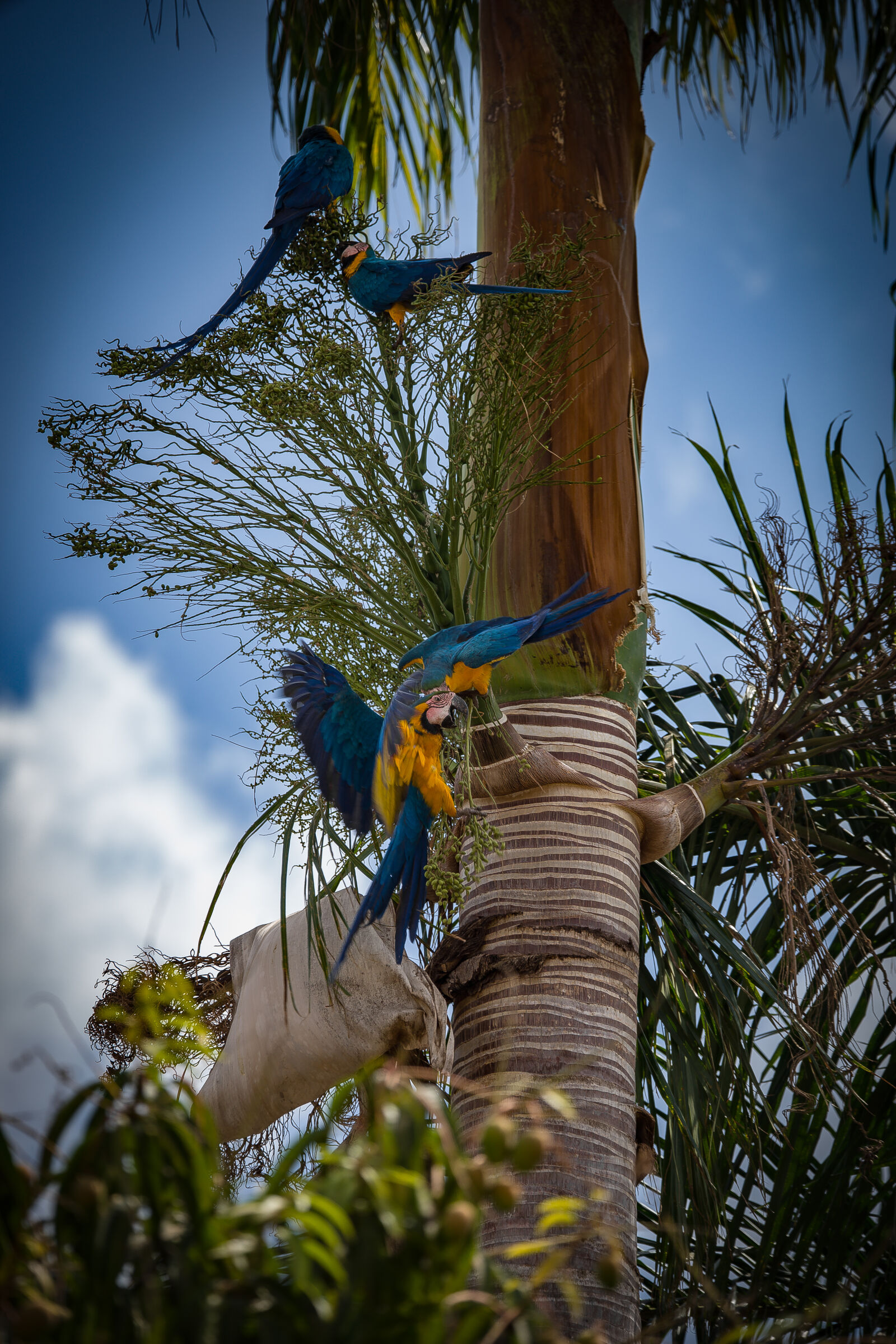 Sony a7 sample photo. Arara canindé photography