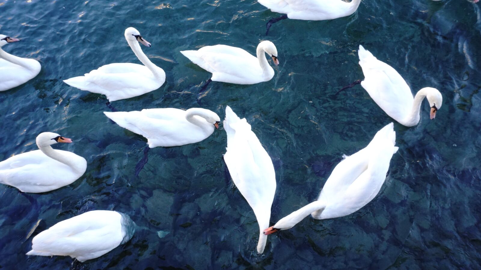 Sony a6000 sample photo. Swan, switzerland, river photography
