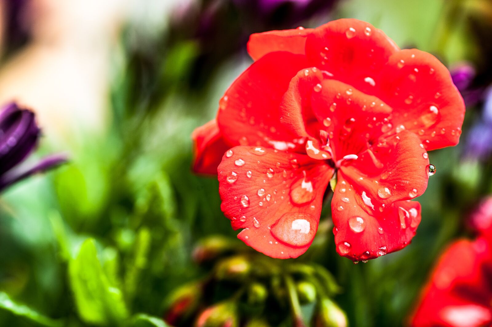Nikon D700 sample photo. Blossom, bloom, raindrop photography
