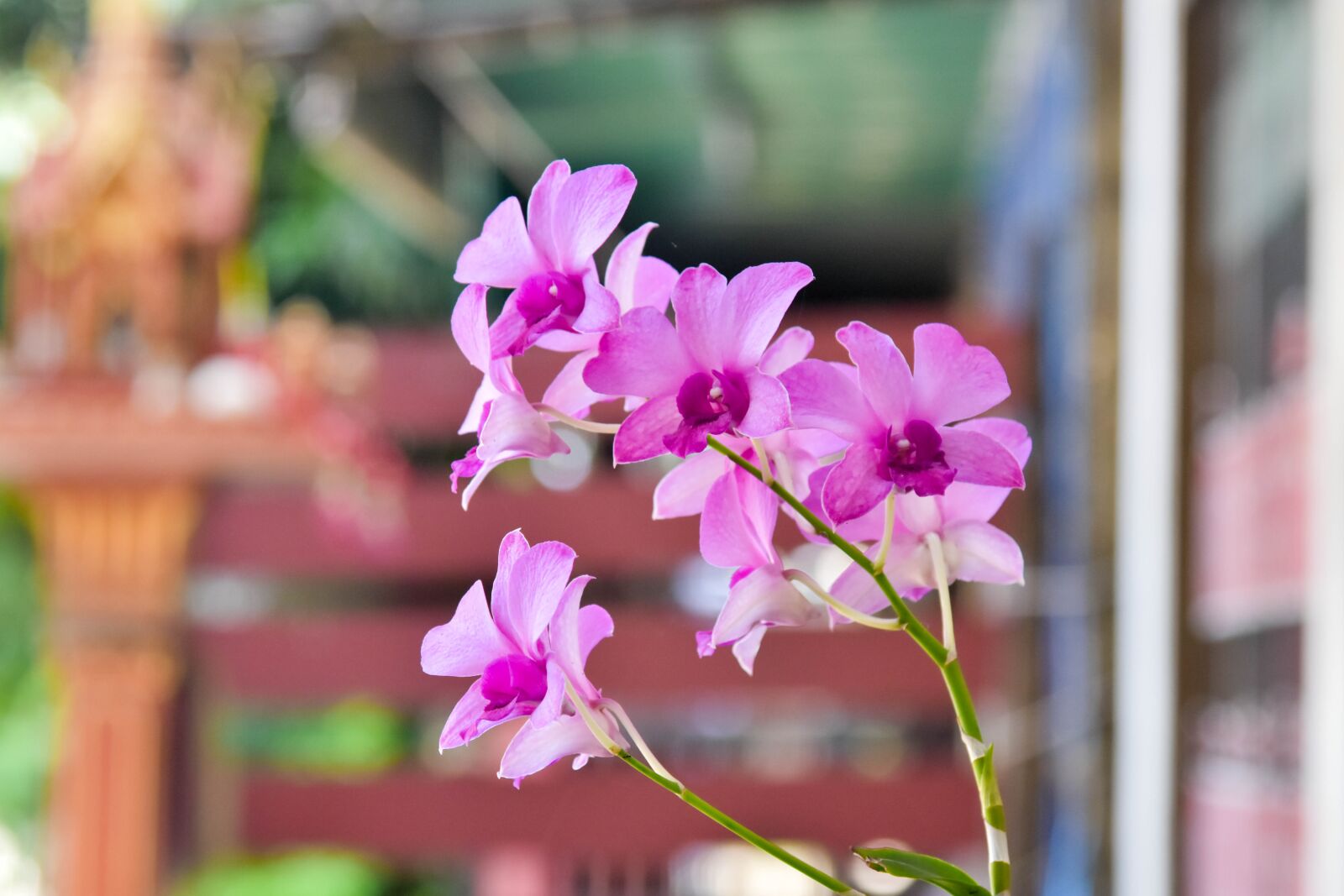 Nikon D7200 sample photo. Flower, orchid, natural photography