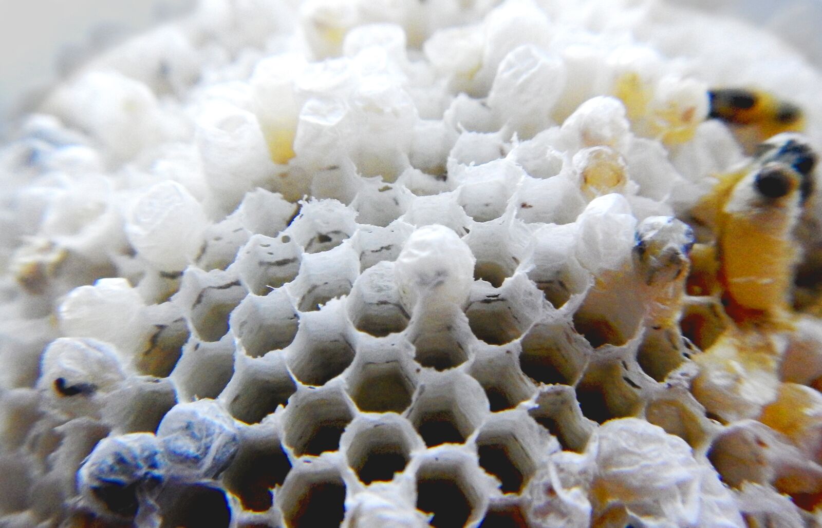 Nikon Coolpix AW110 sample photo. Wasp, nest, hive photography