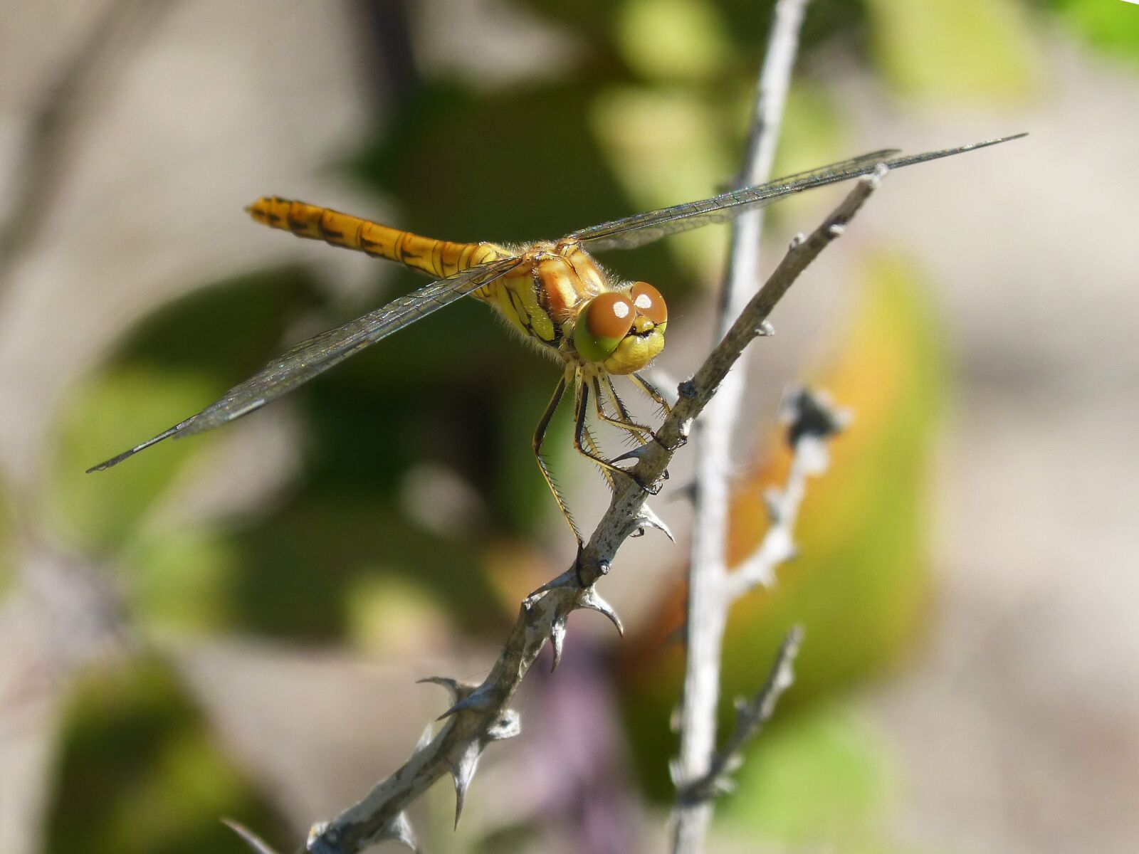 Panasonic DMC-FZ62 sample photo. Dragonfly, golden dragonfly, insect photography