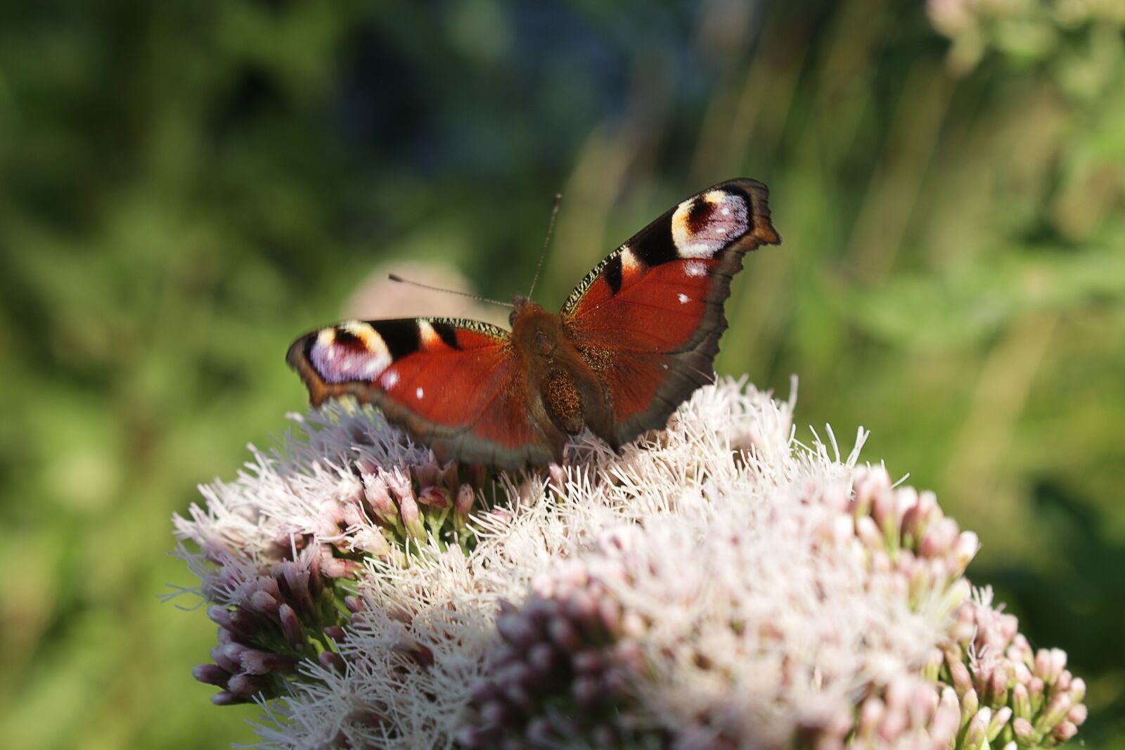 Canon EOS 700D (EOS Rebel T5i / EOS Kiss X7i) sample photo. Butterfly, summer, heat photography