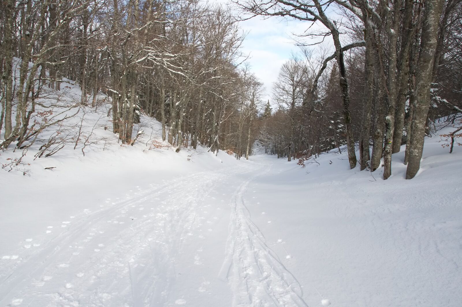 Nikon D90 sample photo. Color, winter, snow photography